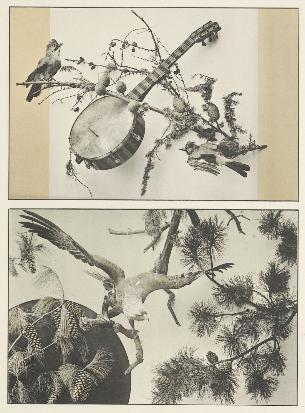 Collage art featuring a banjo, birds, branches, and pine cones.
