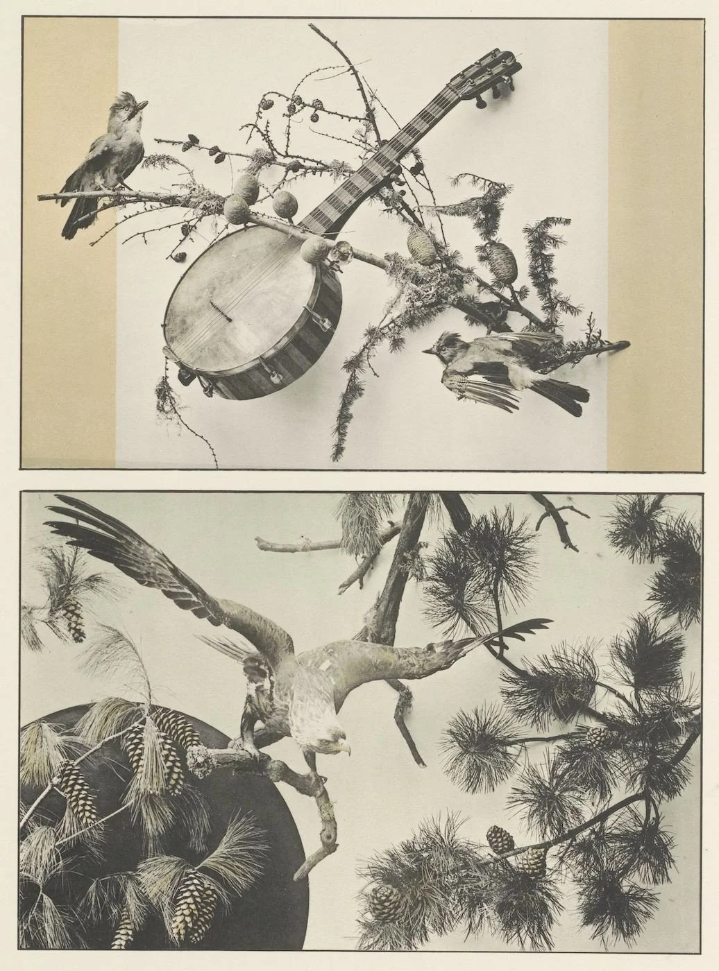 Collage art featuring a banjo, birds, branches, and pine cones.