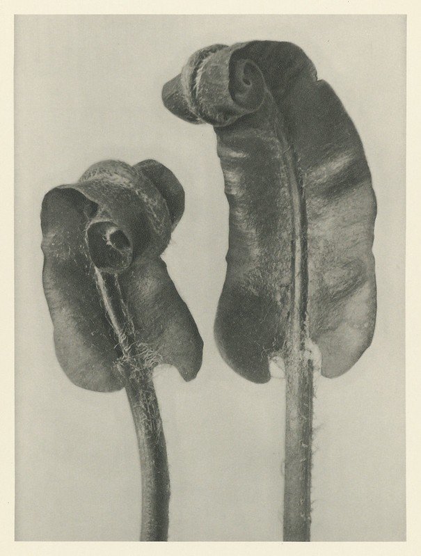 Close-up of curled plant leaves in black and white