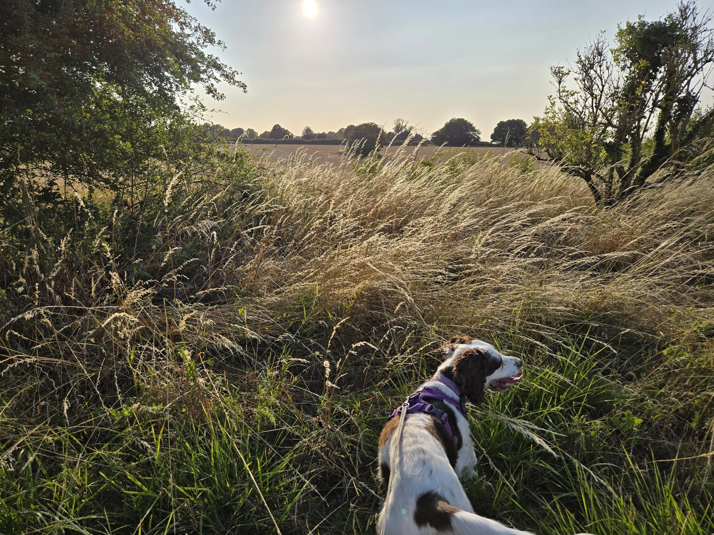 Pet Care 4U Safety Tip – Hunting Season Awareness