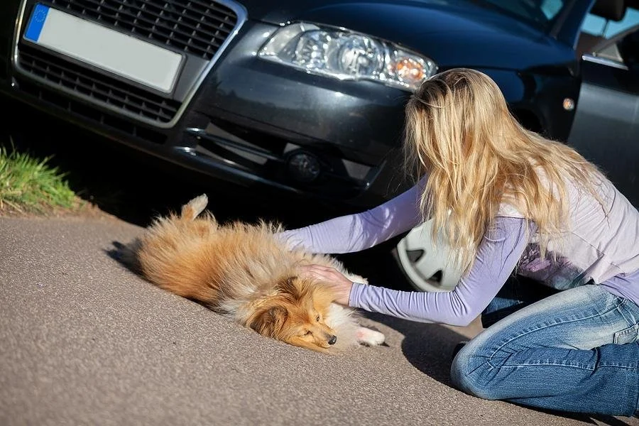 Dog Off-Lead Near Roads in the UK: What Every Owner Needs to Know