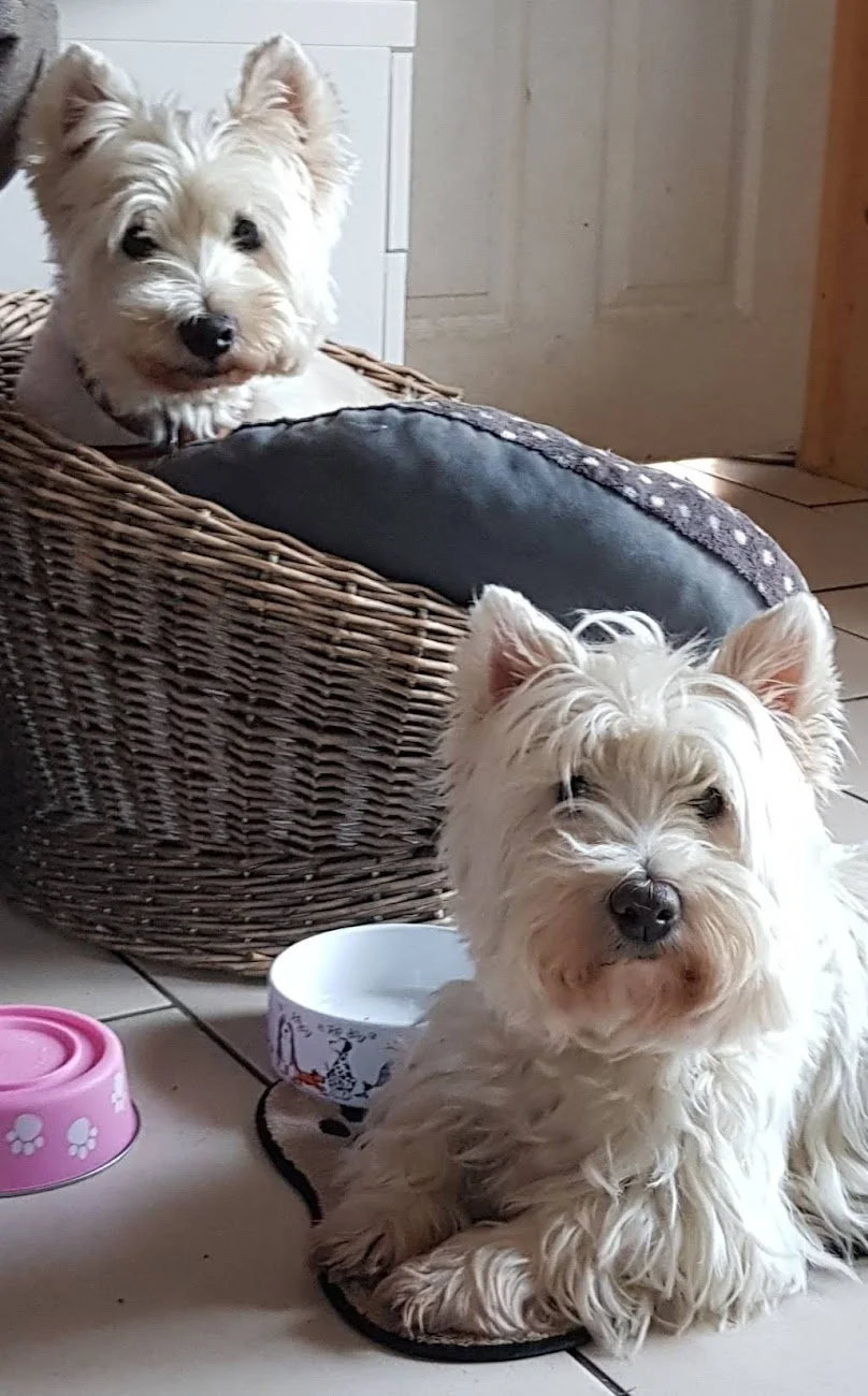 White West Highland Terriers relaxing at home – one lying by food bowls on the tiled floor and one sitting in a wicker dog bed in the background.