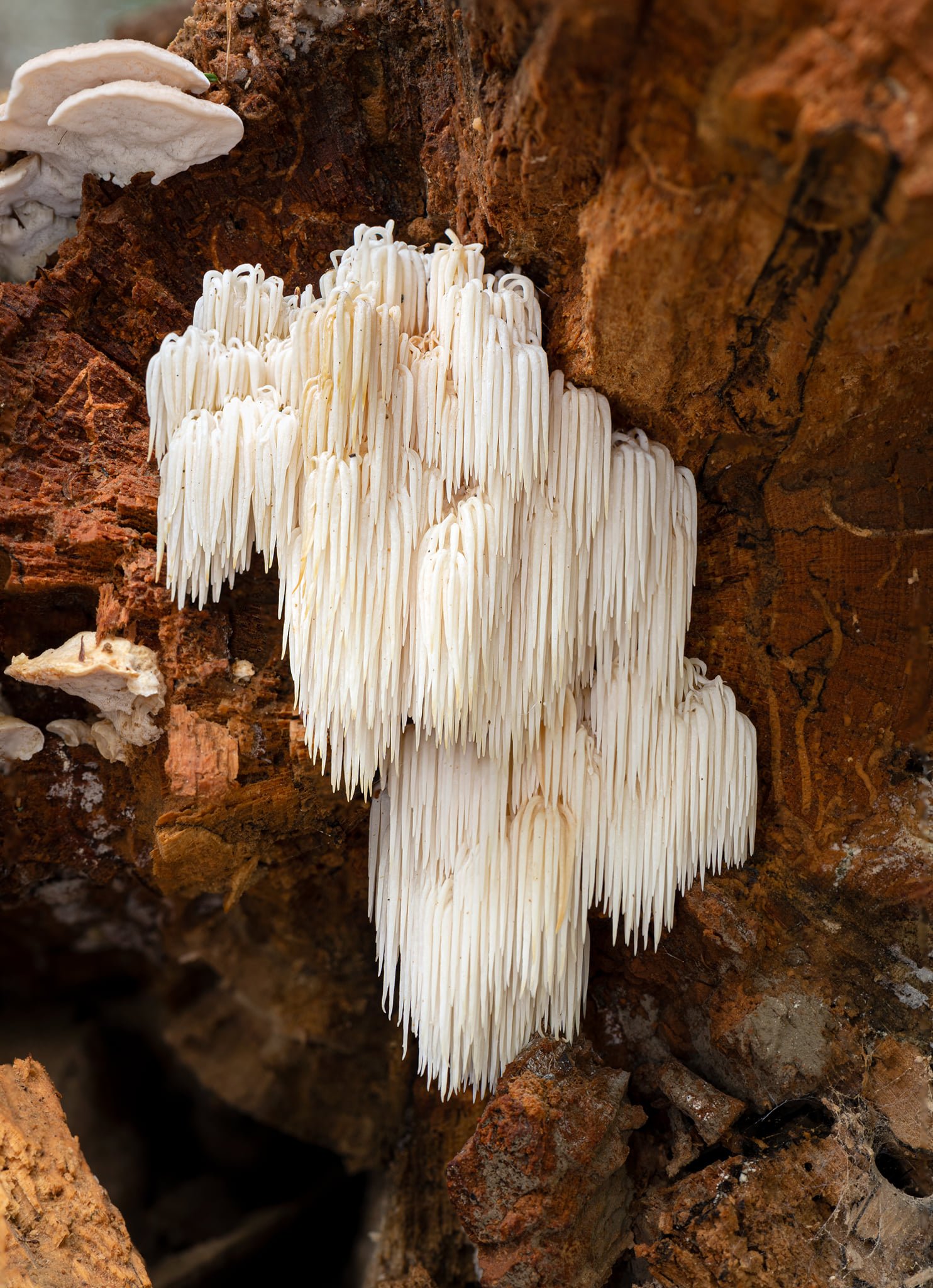 Hericium americanum AR.jpg