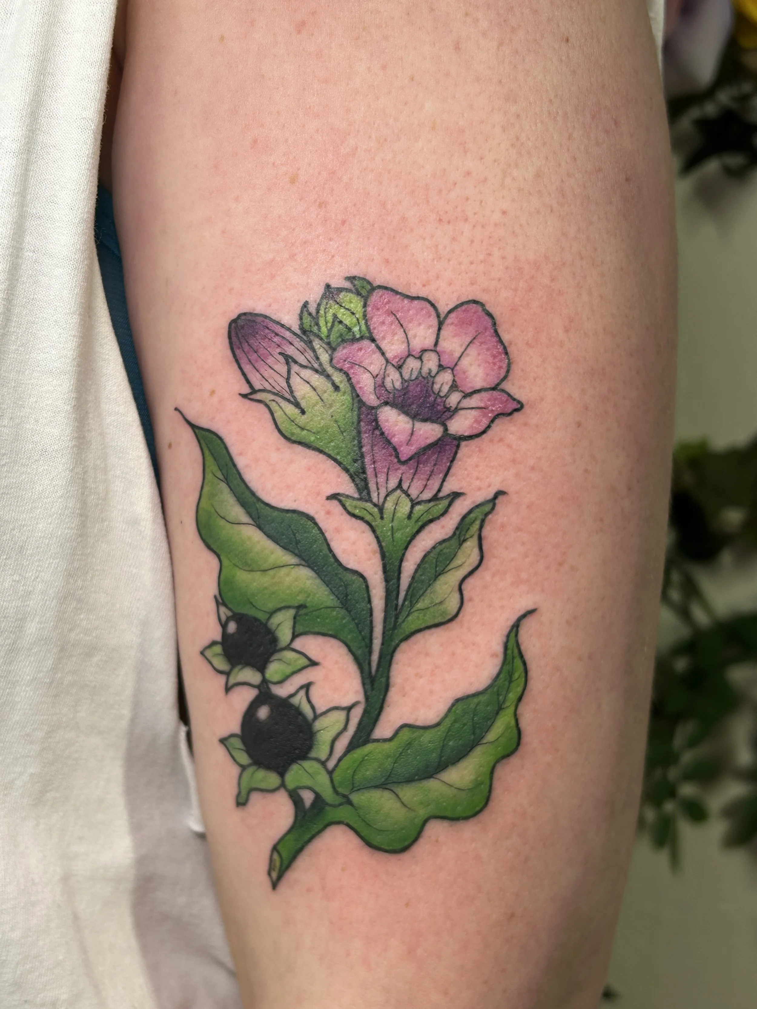 Full Color Illustrative Botanical Bella Donna