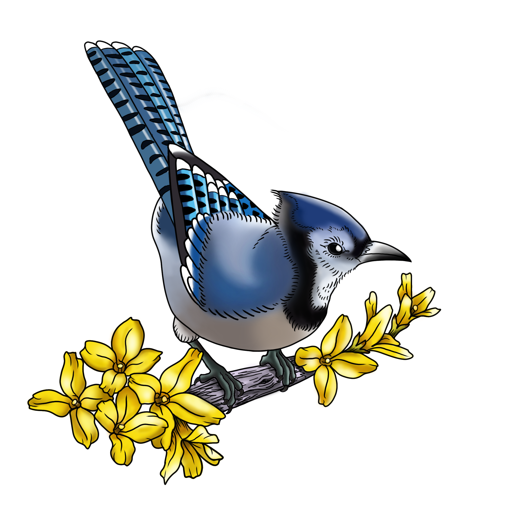 Blue Jay; 5in minimum, full price $600, sale price $450