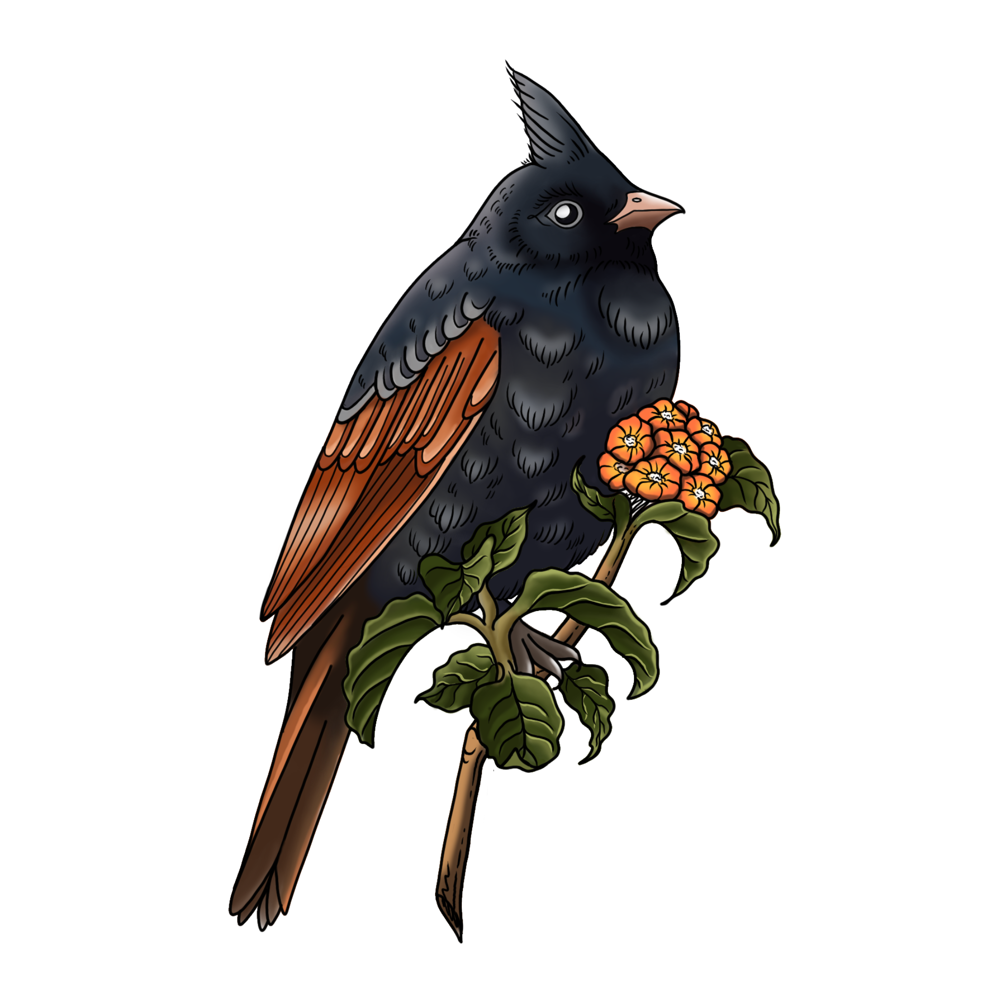 Crested Bunting  | $450-$550