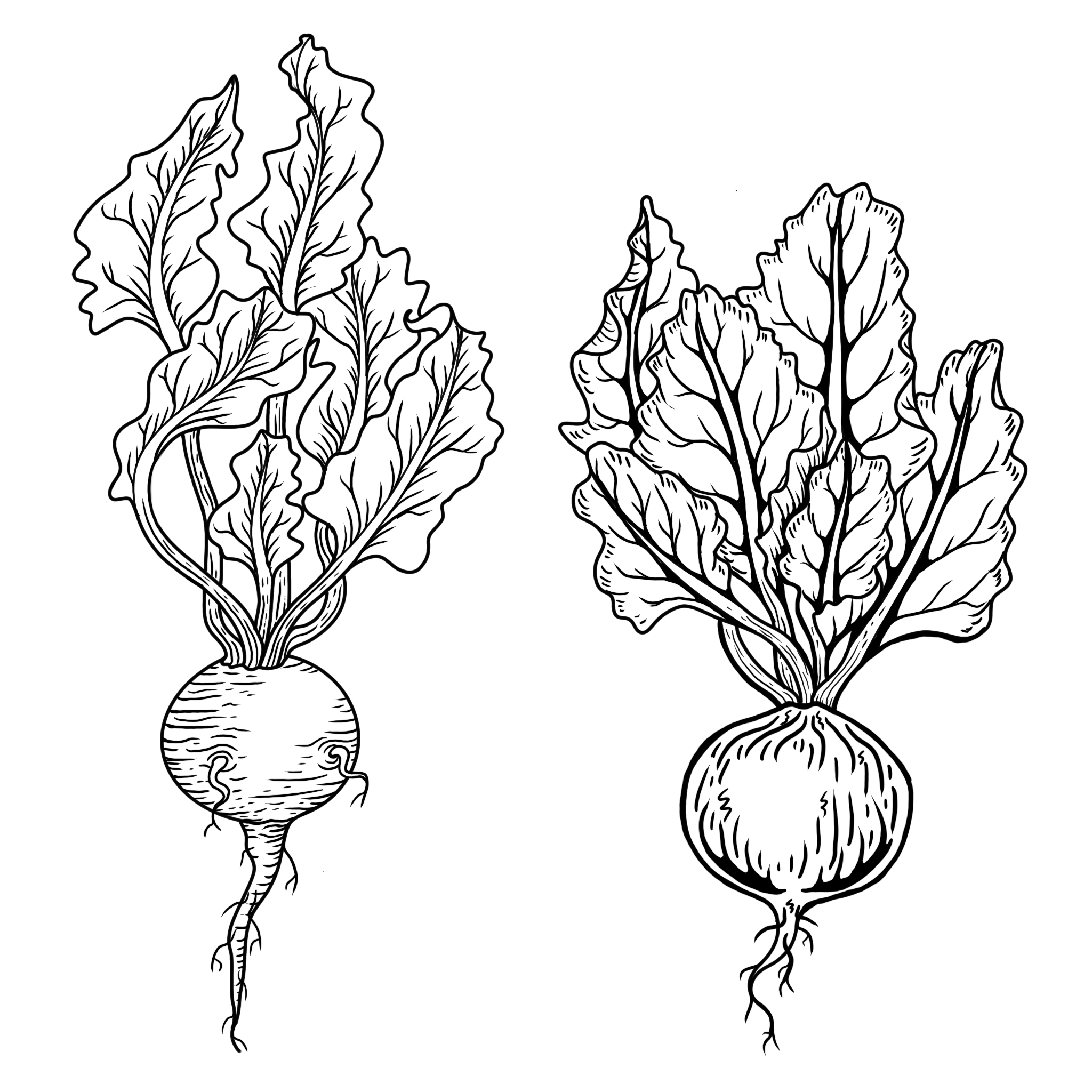 Woodcut Beets; size: 5 in min, full price: $300 sale price: $225