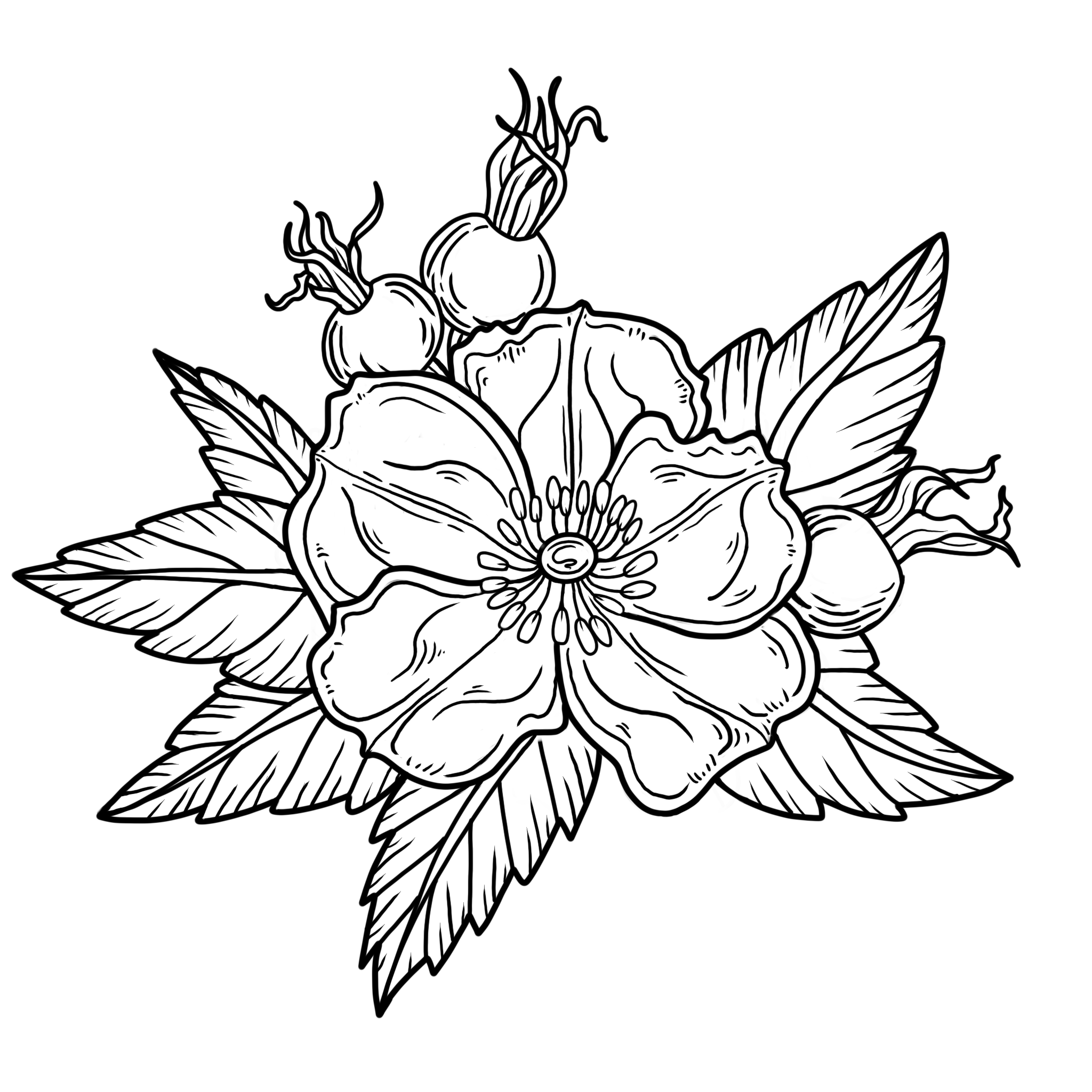 Linework Wild Rose; 4-5in minimum, full price $250, sale price $187