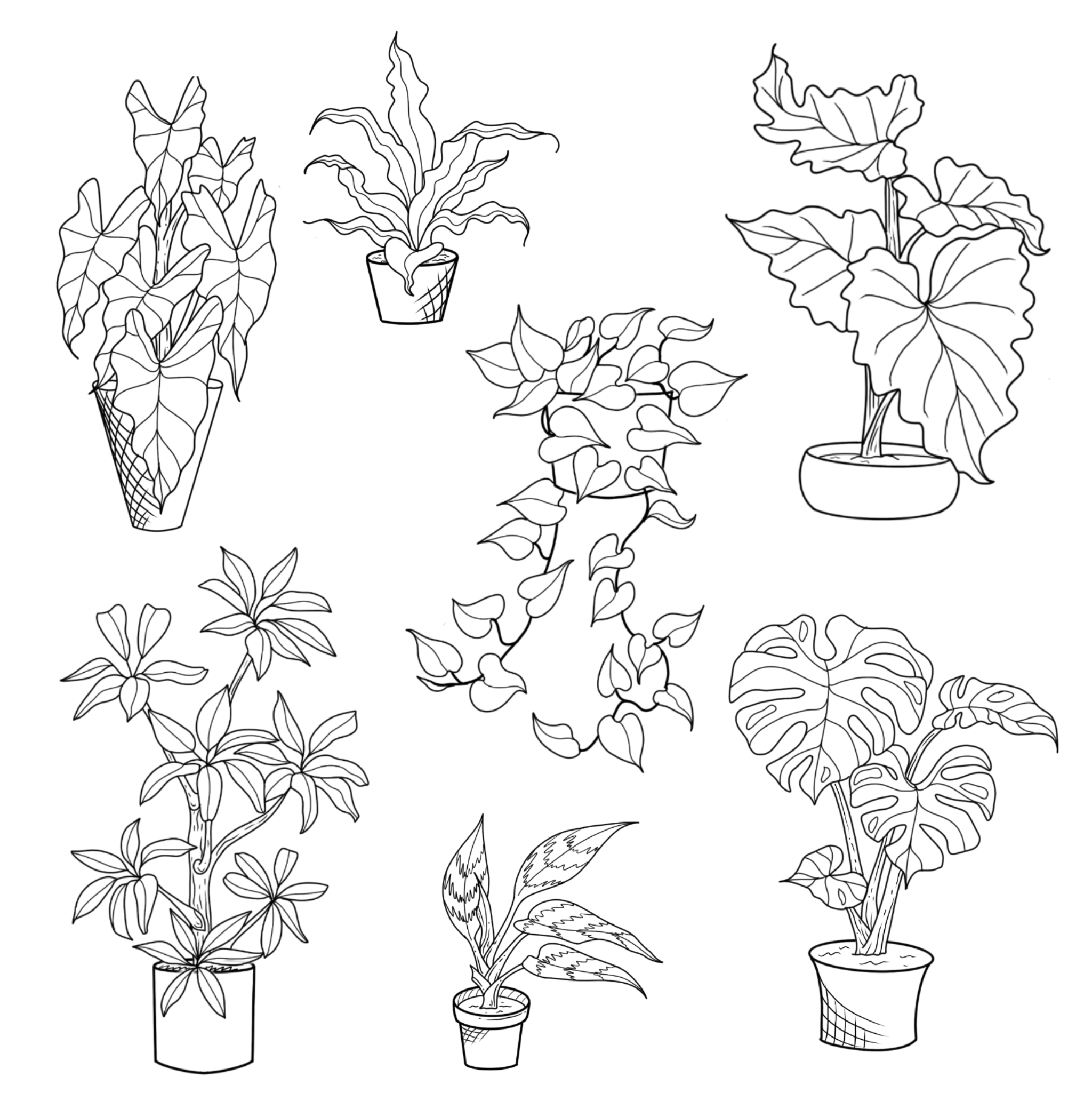 Hausplants; size: 3-4in min, full price: $150, sale price: $113