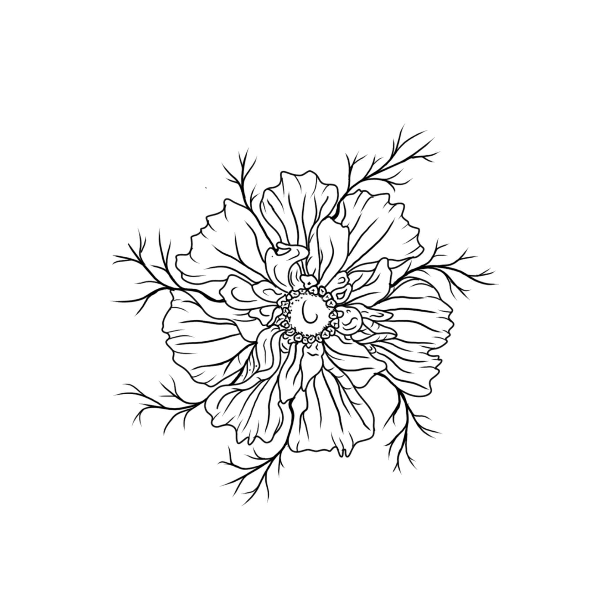 Linework Poppy; 4-5in minimum, full price $250, sale price $187