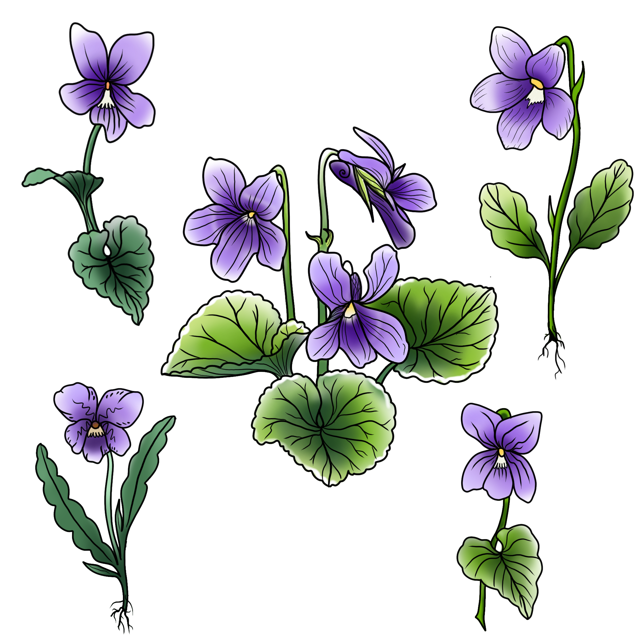 Violets; Large Cluster size: 5in min, full price: $350, sale price: $262. Small Cluster size: 4in min, full price: $250, sale price: $187