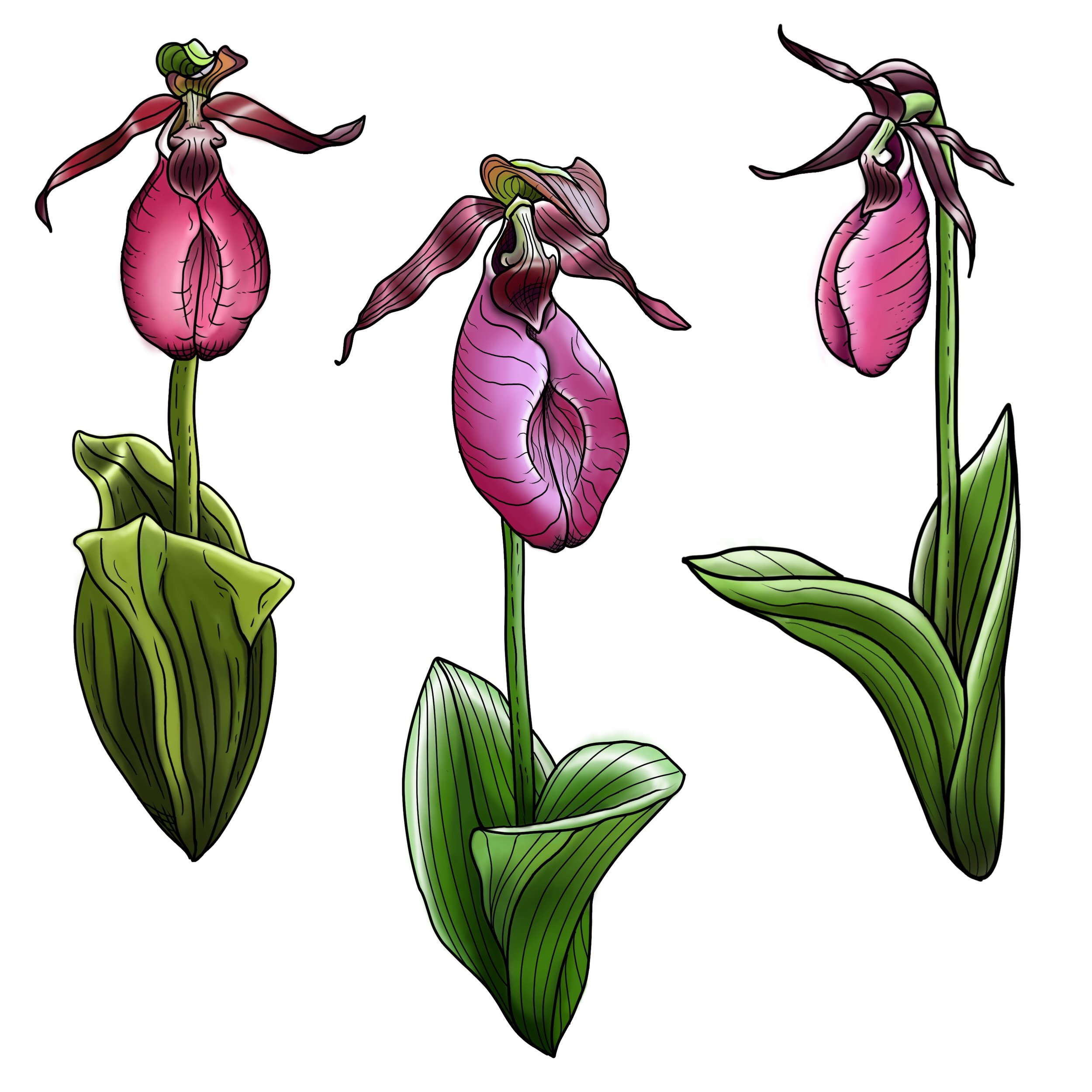Lady Slippers | $450-$600