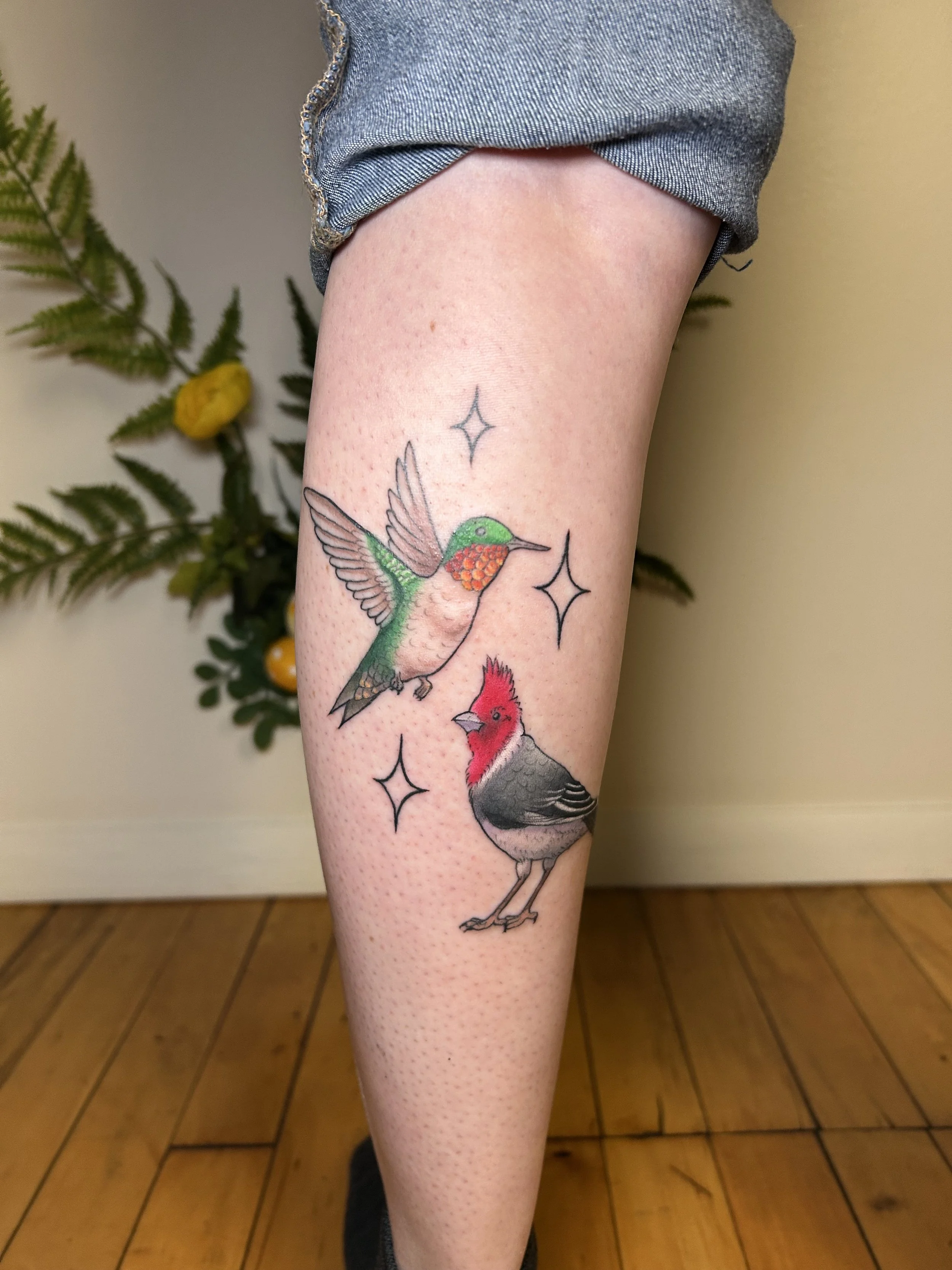 Color illustrative ruby throated hummingbird and hawaiian cardinal