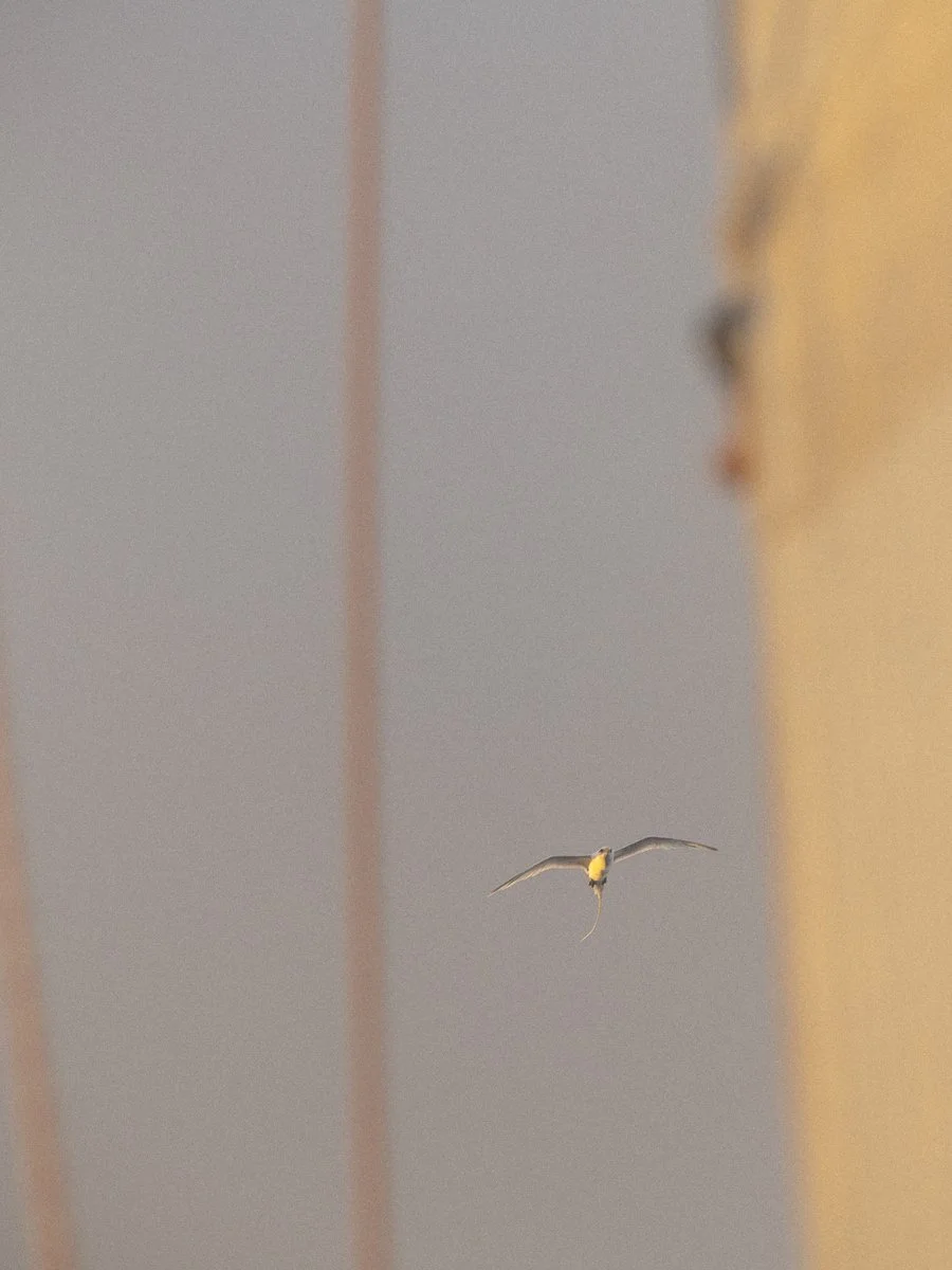 Atlantiküberquerung Kap verde - Grenada