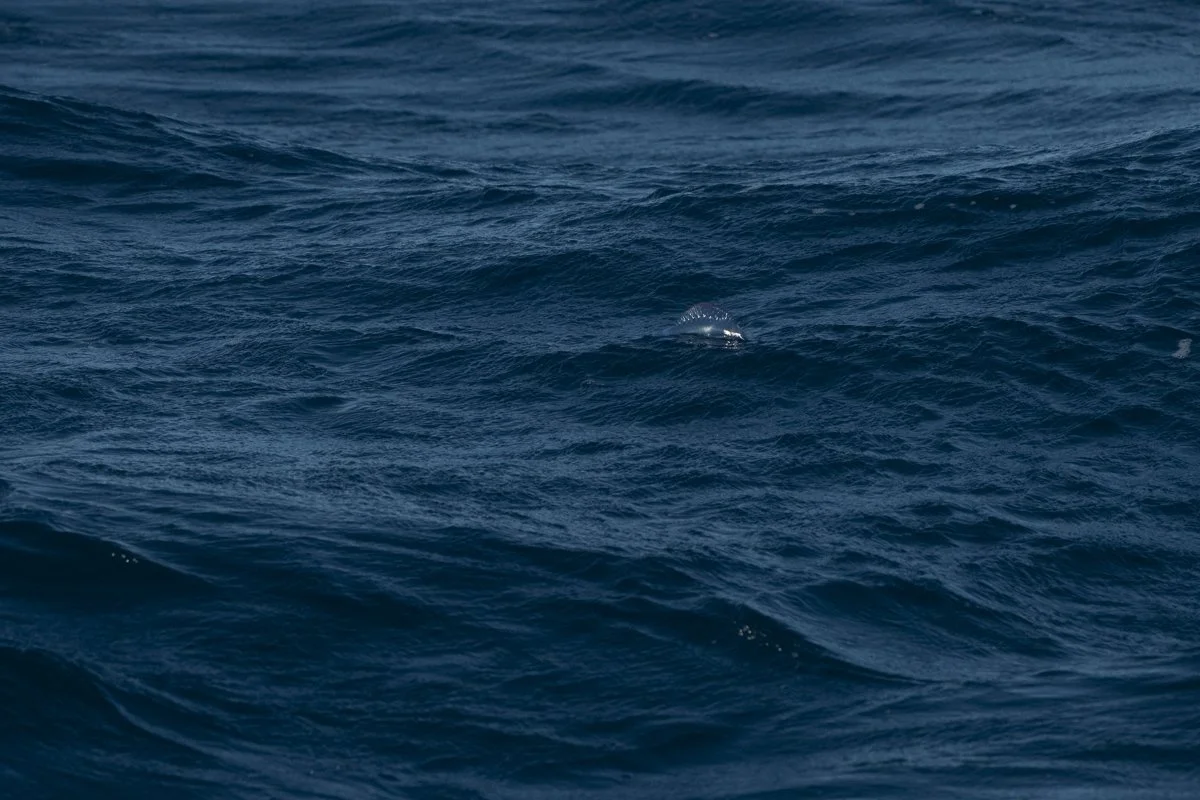 aurel_transatlantik_blog-1 2.JPG
