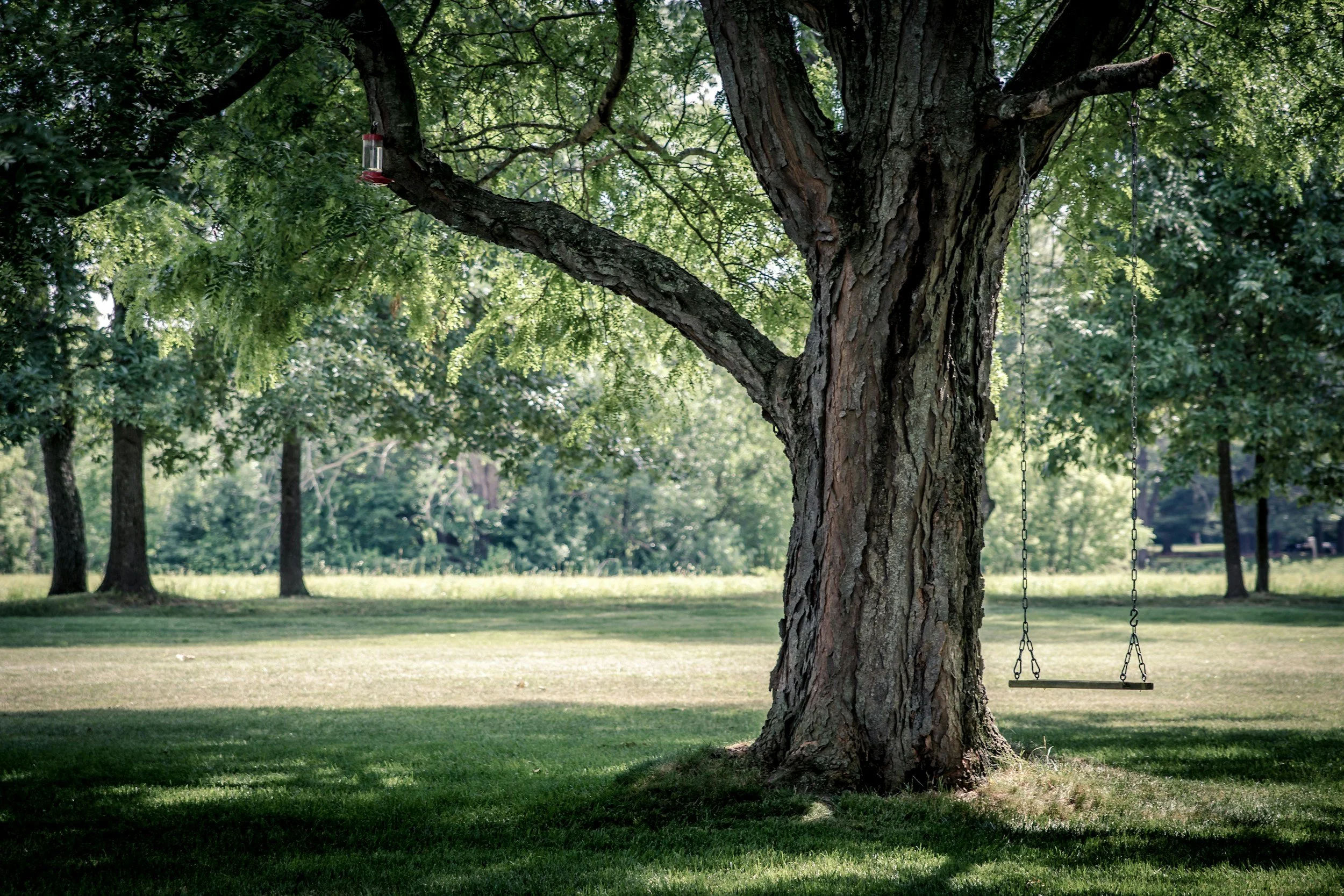 Strong Roots