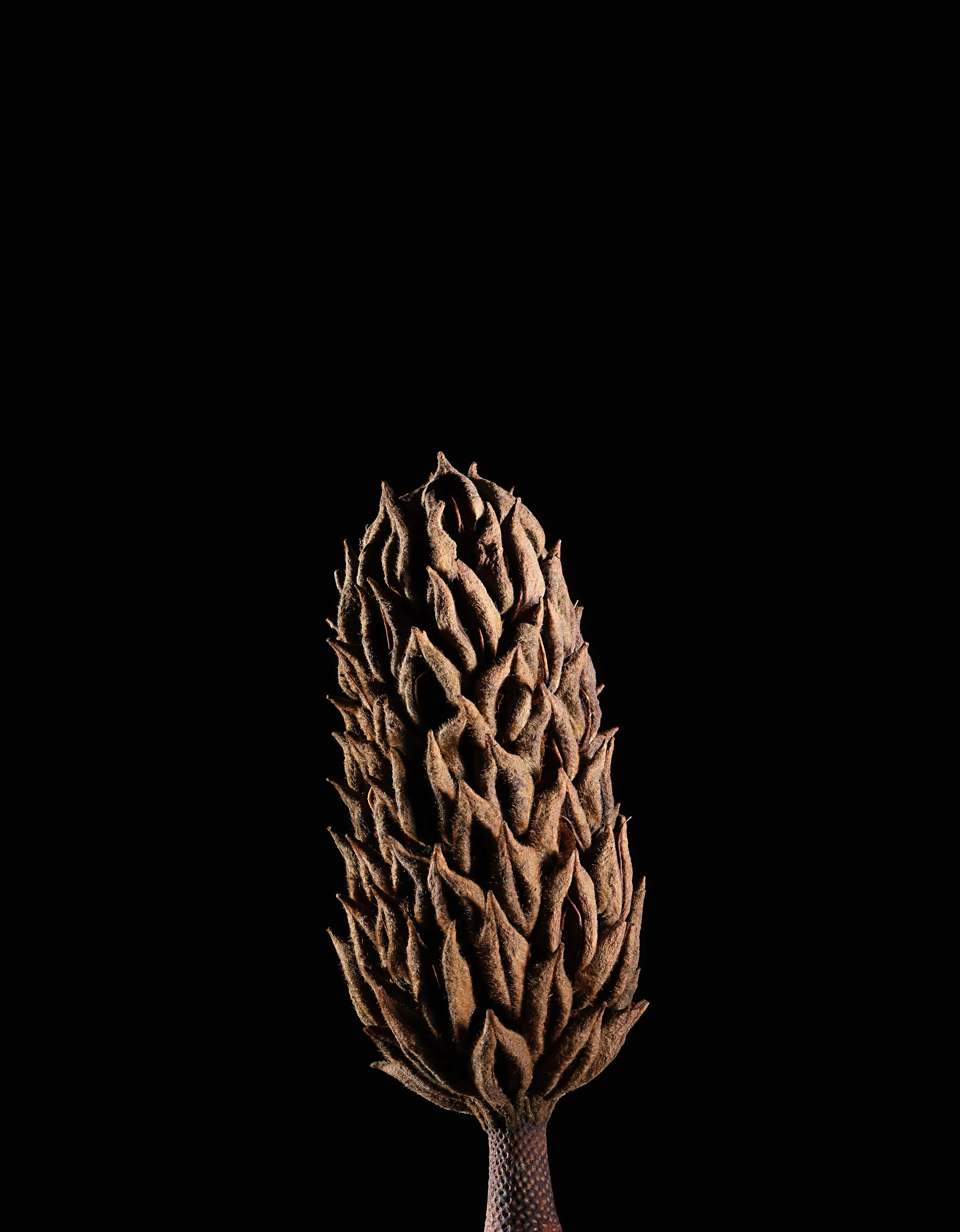 Magnolia Pod-2187.jpg