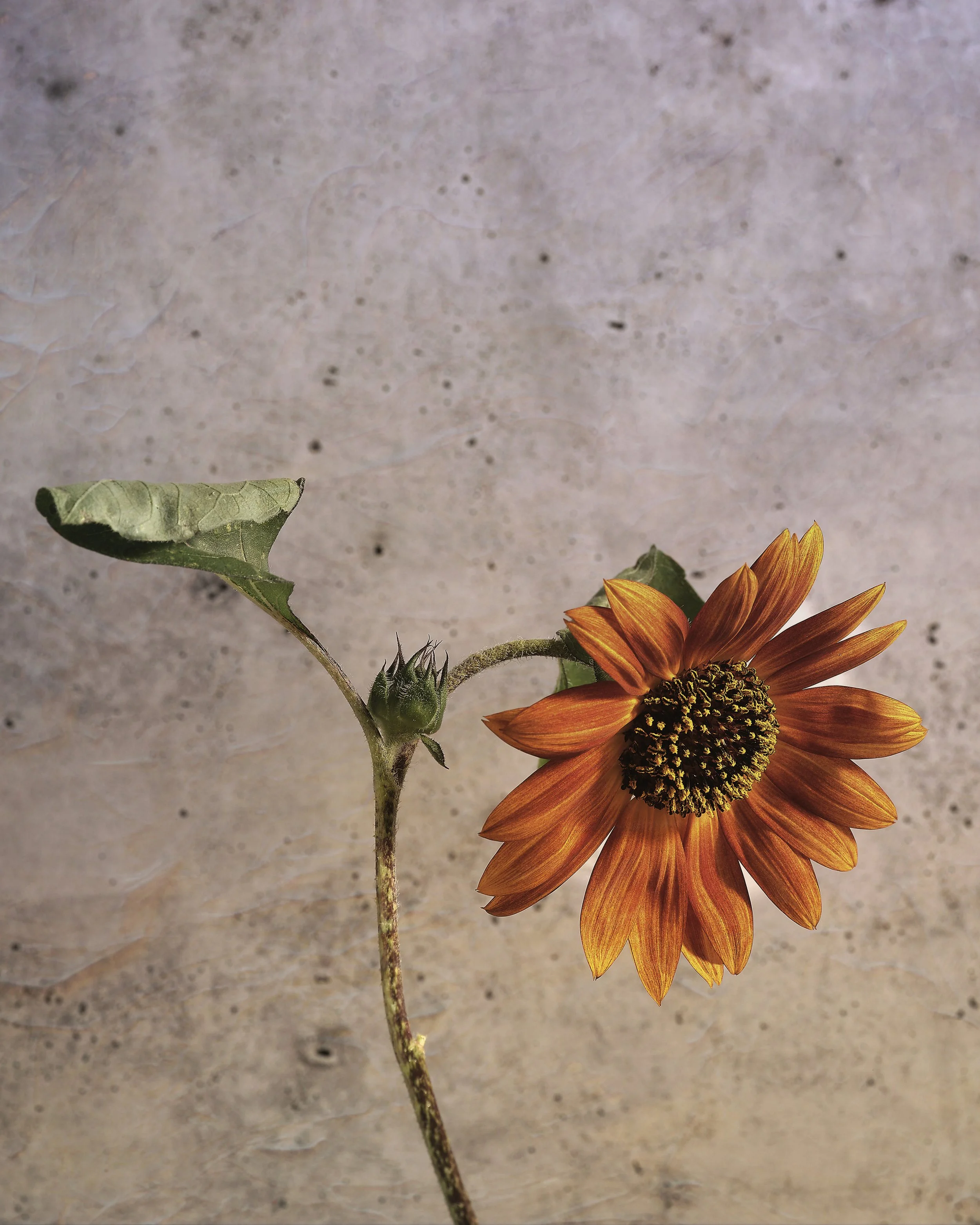 Helianthus annuus_Codex_Florae_4062.jpg