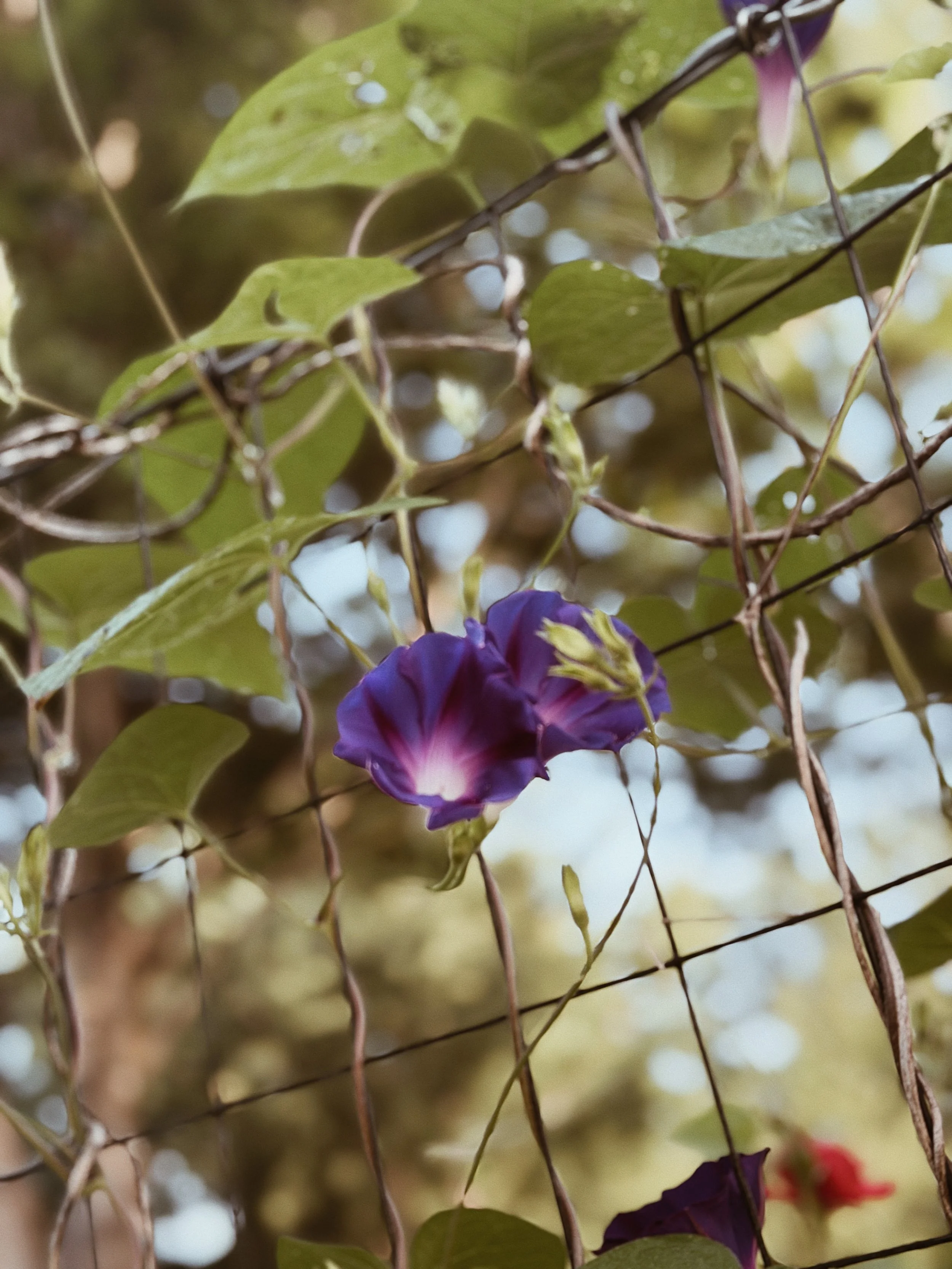morning glory.JPG
