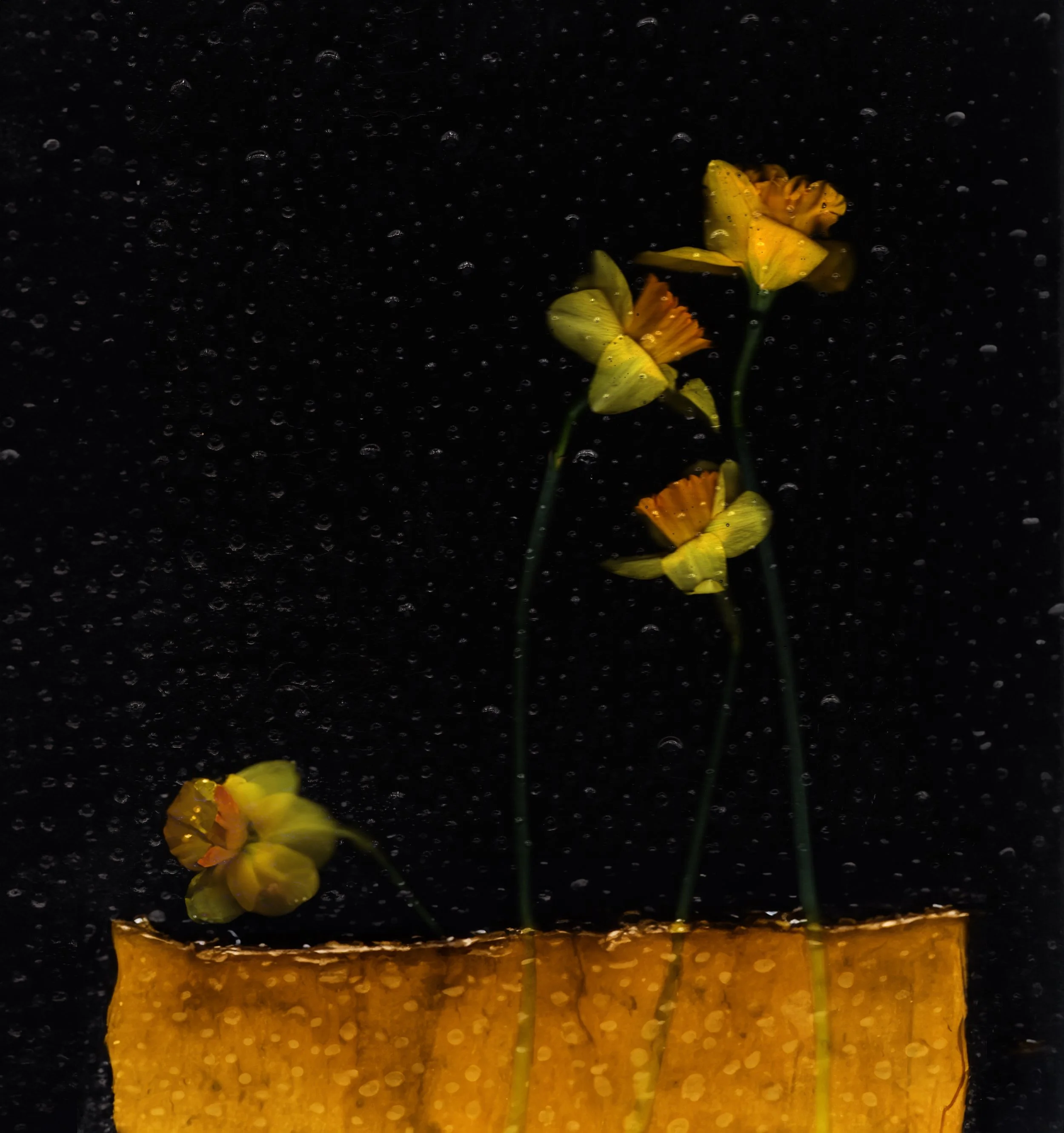 A Dissenting Voice | 
Scannograph, 2025