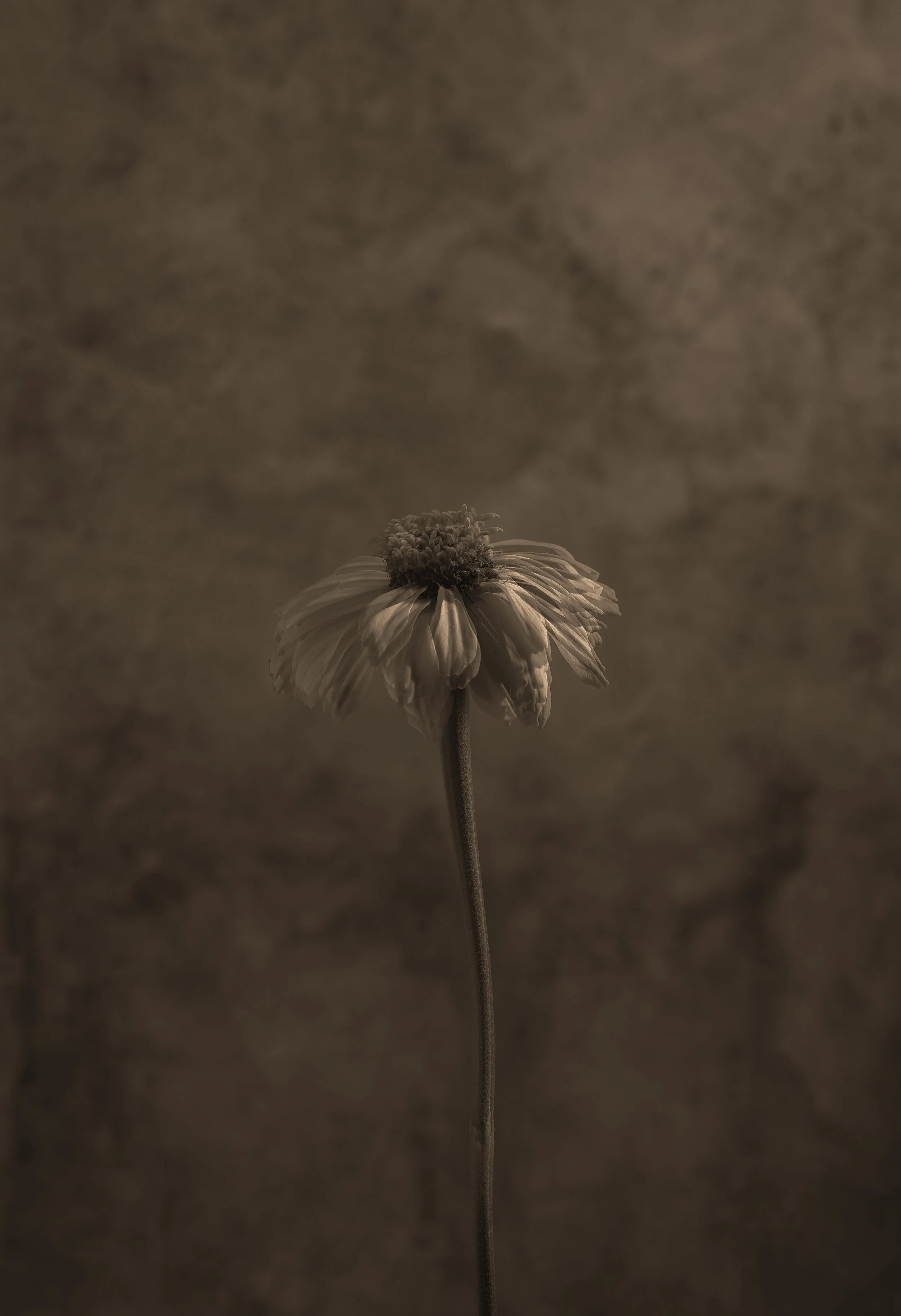 Zinnia_elegans_Codex_Florae_3326-3.jpg