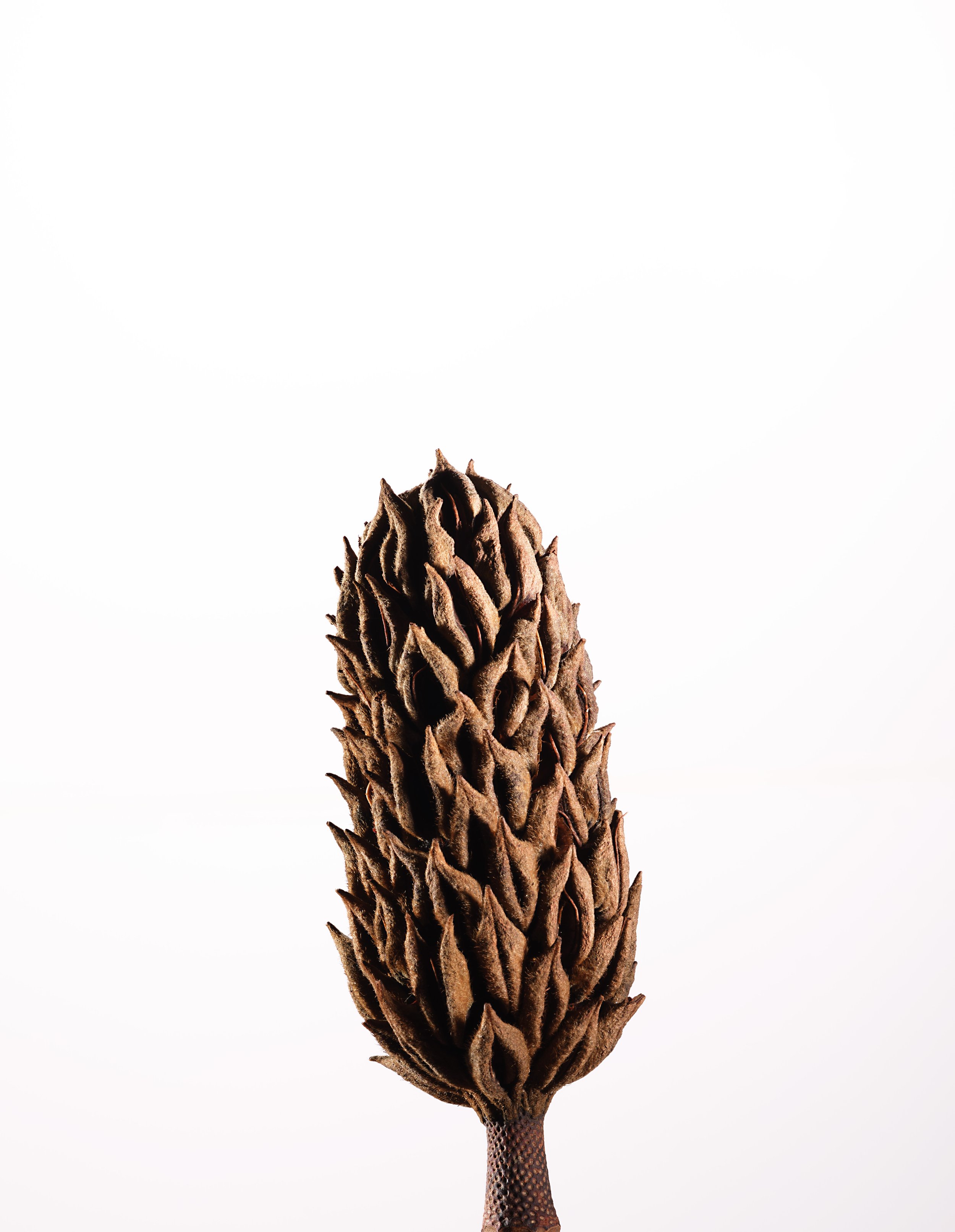 Magnolia Pod-2186.jpg