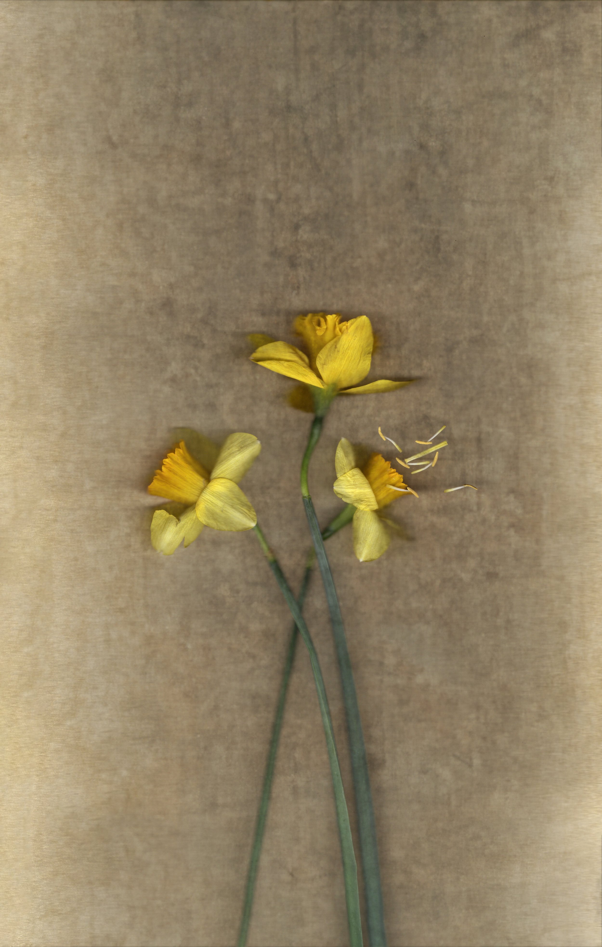 The Daffodils are Speaking | 
Scannograph, 2024