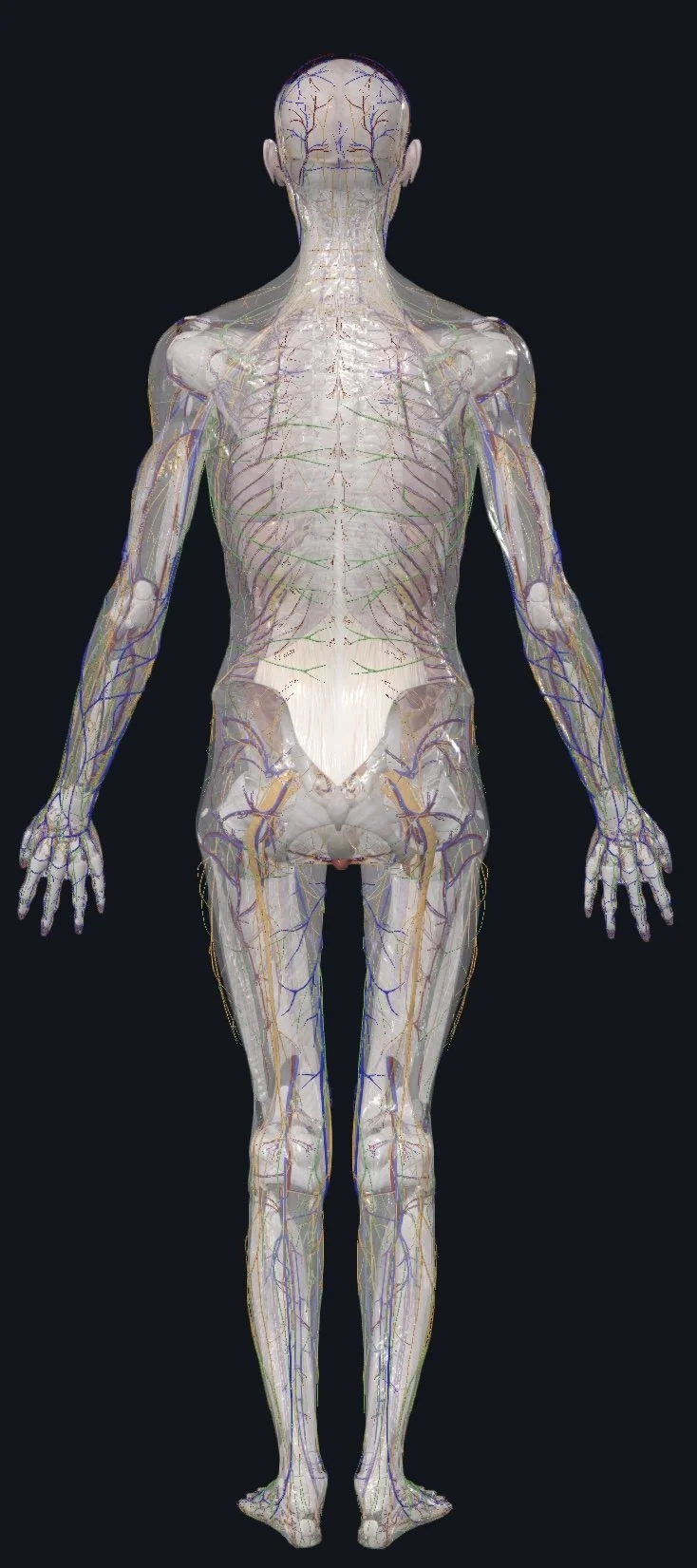 Posterior view of human anatomy