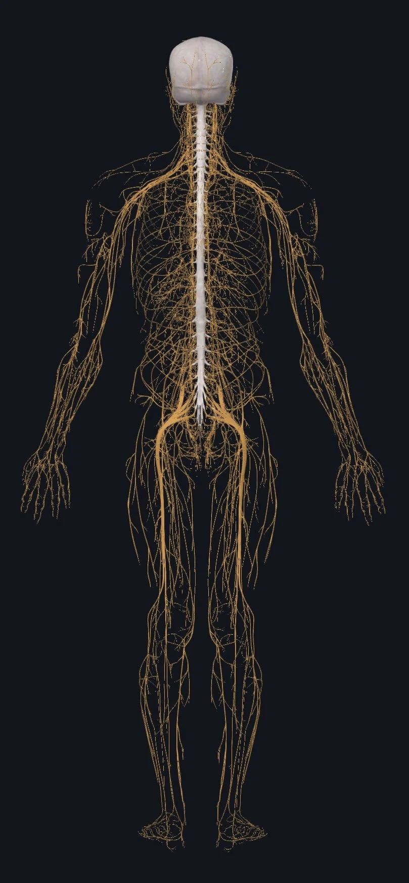 Digital illustration of a human nervous system showing nerves extending from the brain and spinal cord throughout the body.