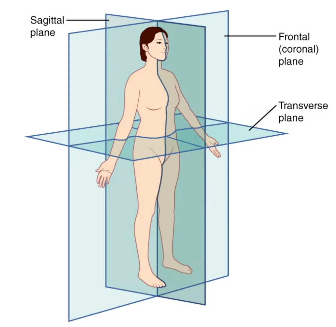 Diagram of the human body with labeled planes: sagittal, frontal (coronal), and transverse.