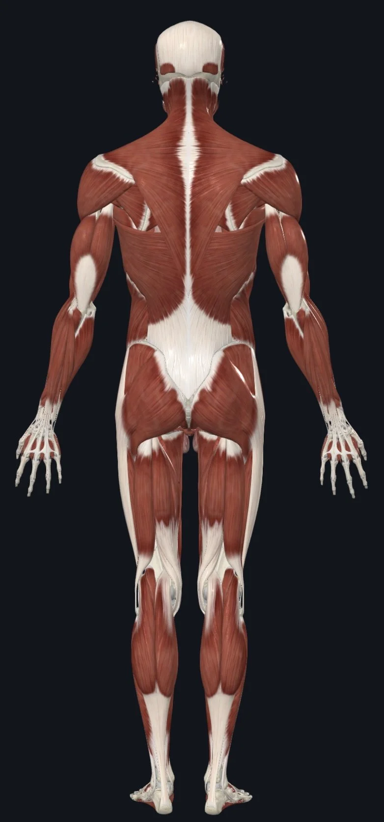 Posterior view of human anatomy