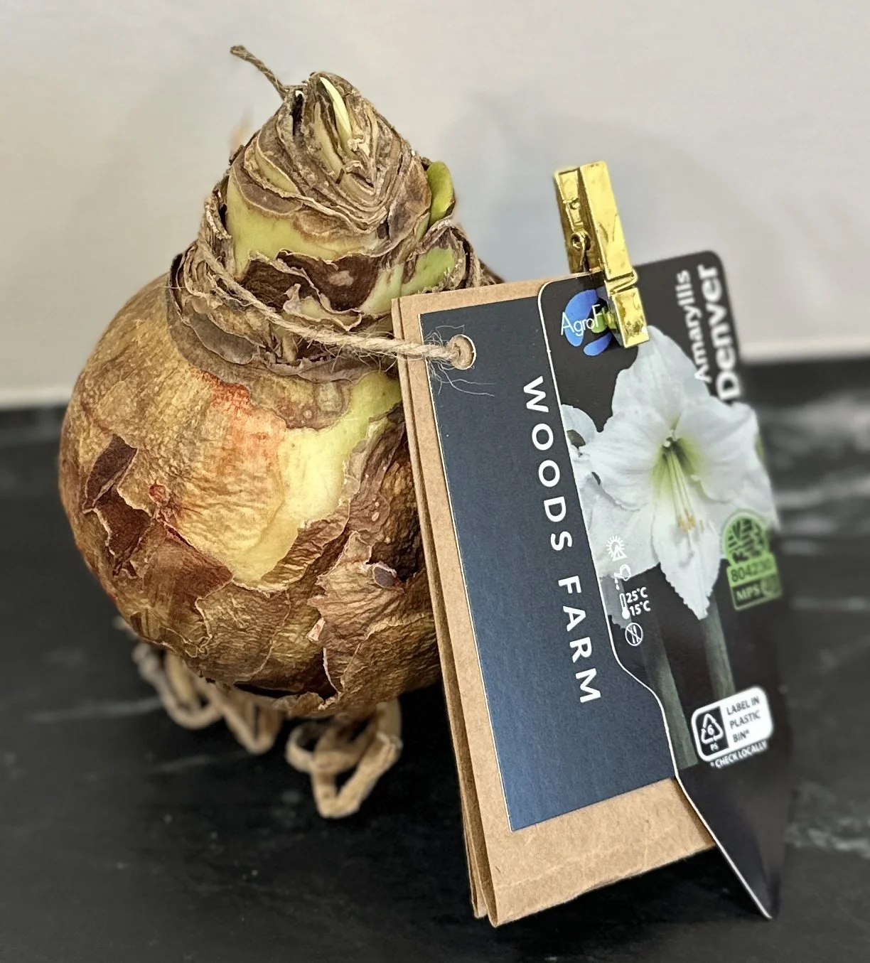 Amaryllis Bulb (34-36 cm)