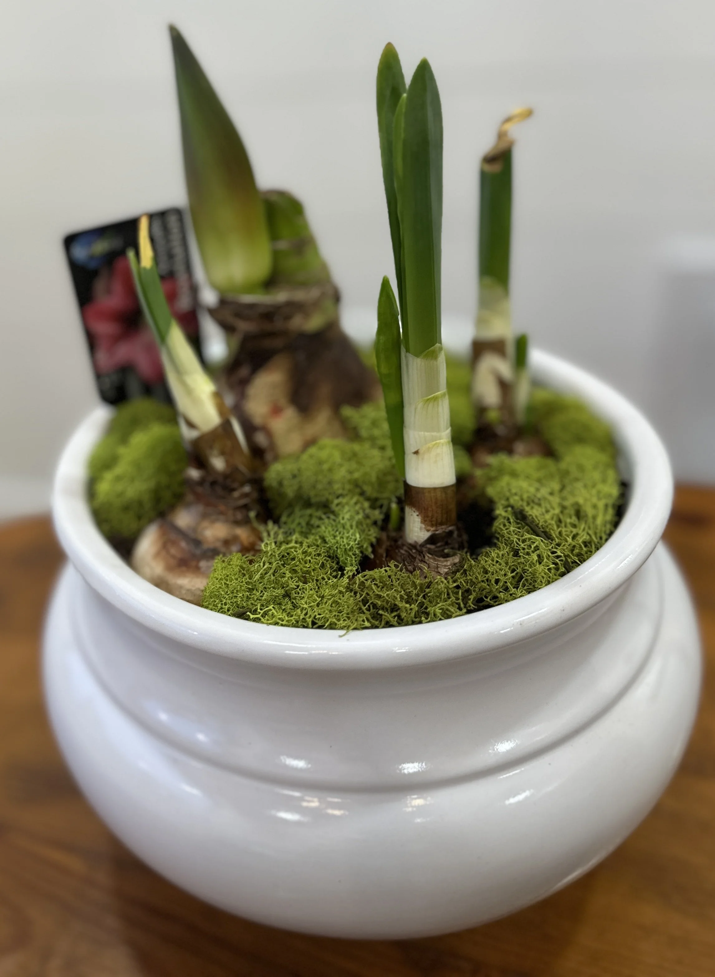 Amaryllis & Paperwhite Mixed Pot