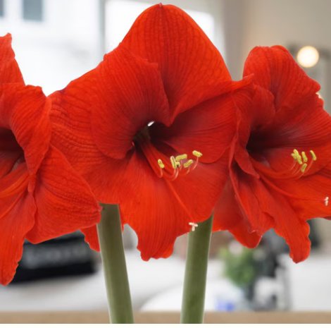 Single Potted Amaryllis