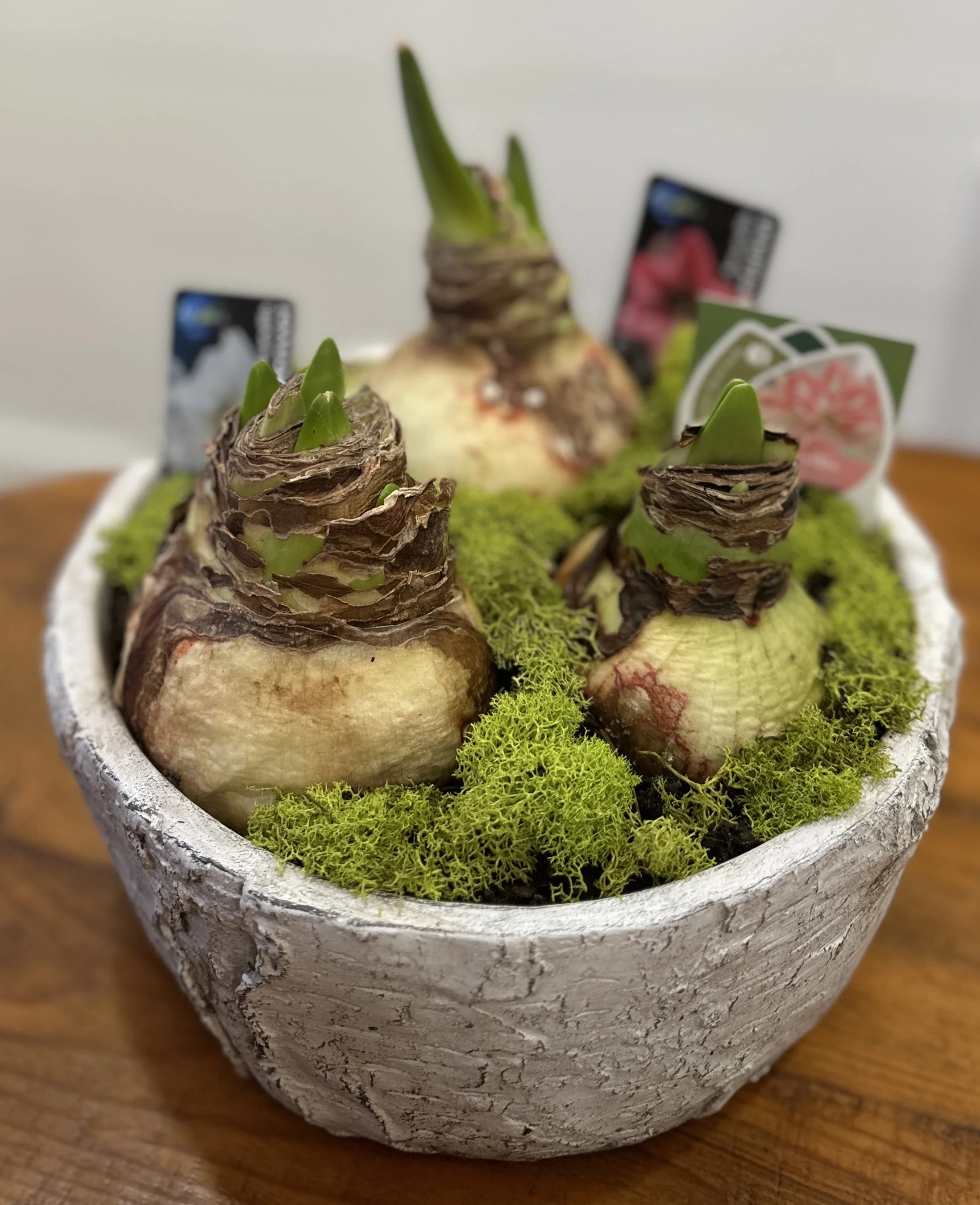 Pot of 3 Mixed Amaryllis