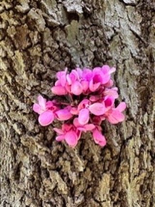 Le printemps s&rsquo;invite partout, m&ecirc;me sur l&rsquo;&eacute;corce des arbres. 🌸

#MarocNature#NatureauMaroc#PhotographieMarocaine#InstagramMaroc#MoroccoPhotographer#DecouvrirleMaroc#PhotographieNature#PhotographeMaroc