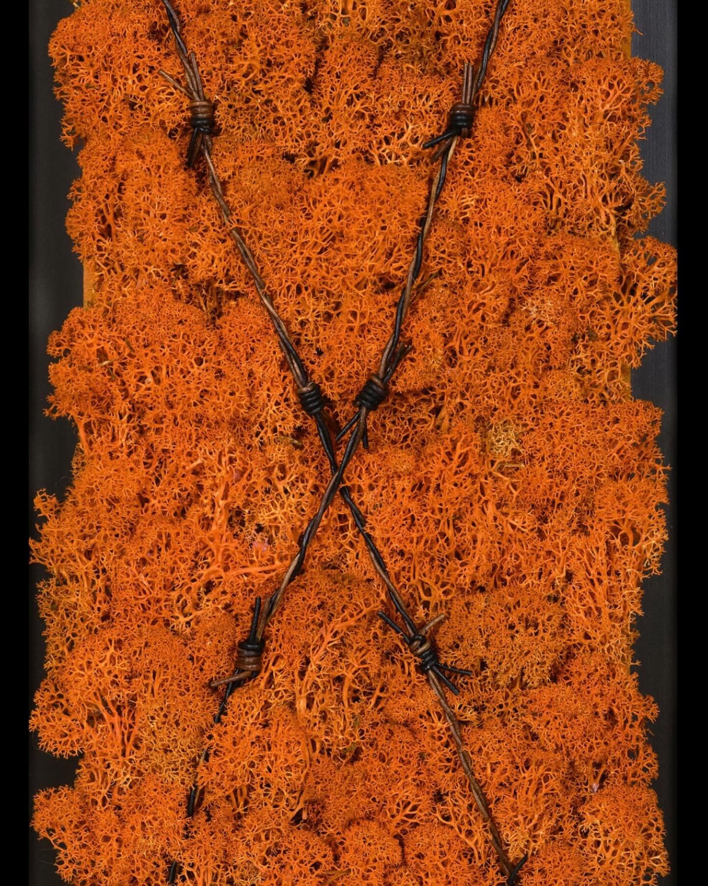 D&Eacute;SIR ENCHA&Icirc;N&Eacute;

Le lichen orange vibrant repr&eacute;sente nos d&eacute;sirs sauvages, tandis que les fils barbel&eacute;s noirs symbolisent les contraintes qui nous limitent. Dans cette &oelig;uvre, j&rsquo;explore la tension ent
