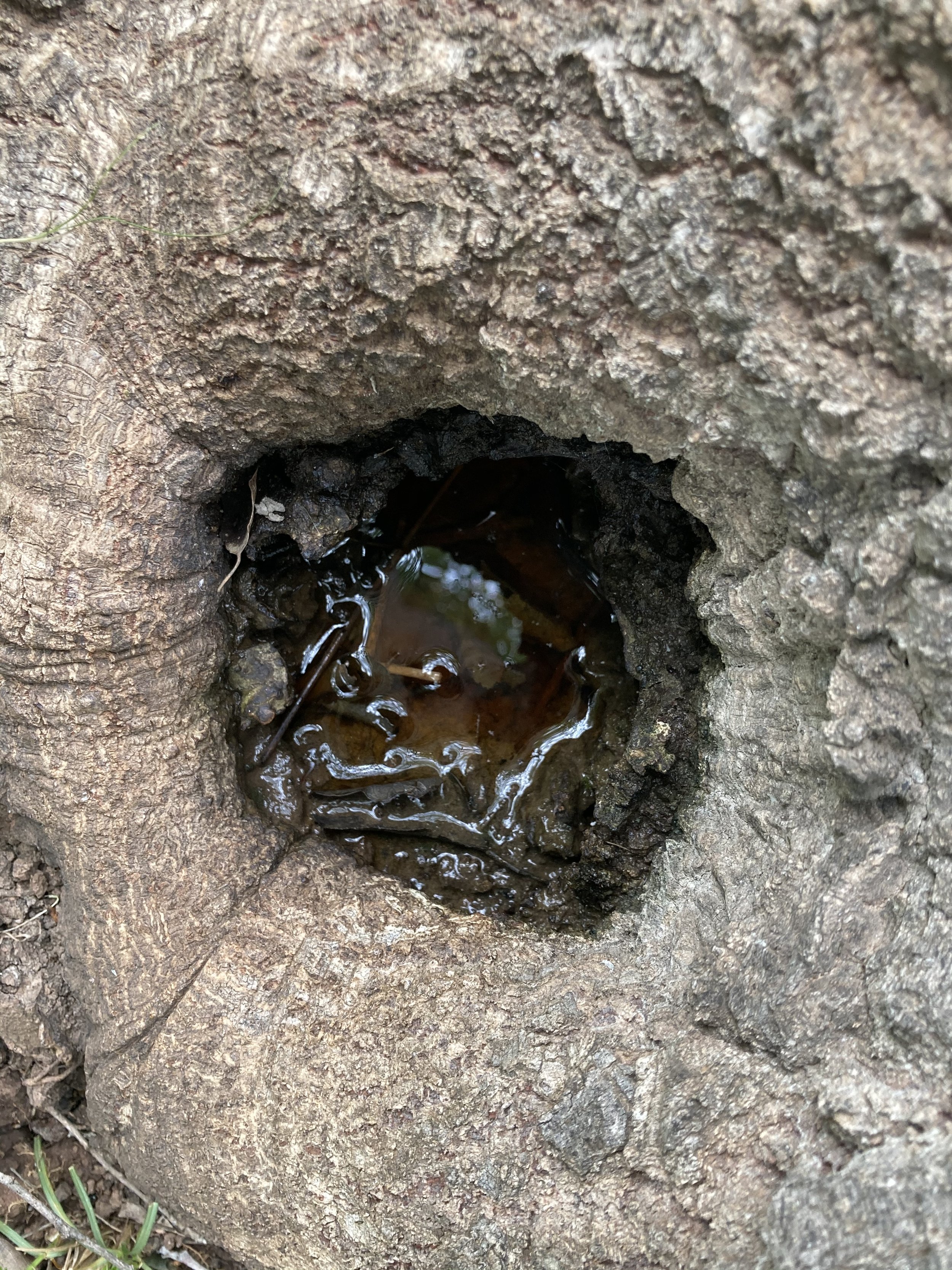 LE MIROIRE DE LA FORÊT ↑
