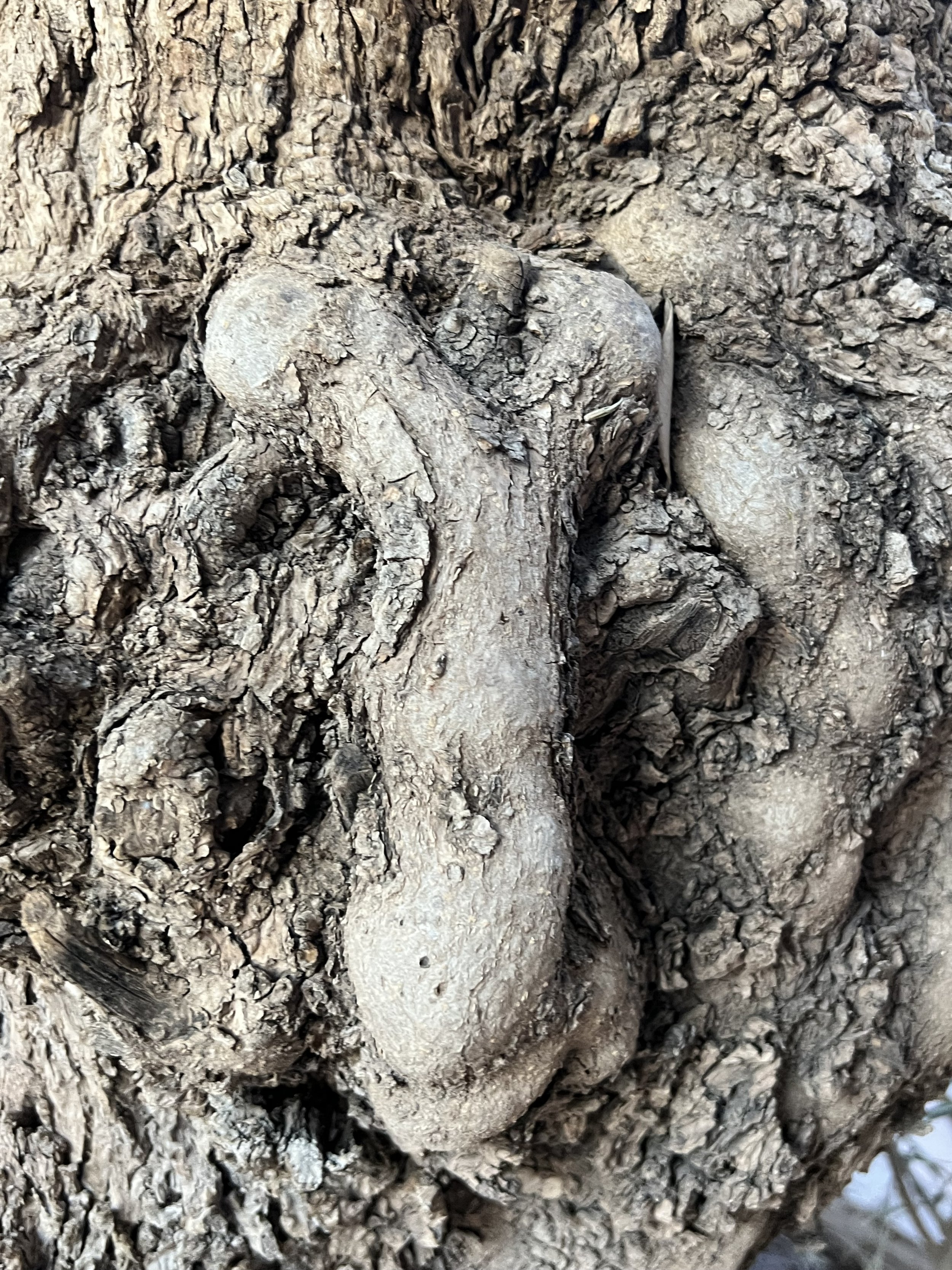 LE FOSSILE ↑