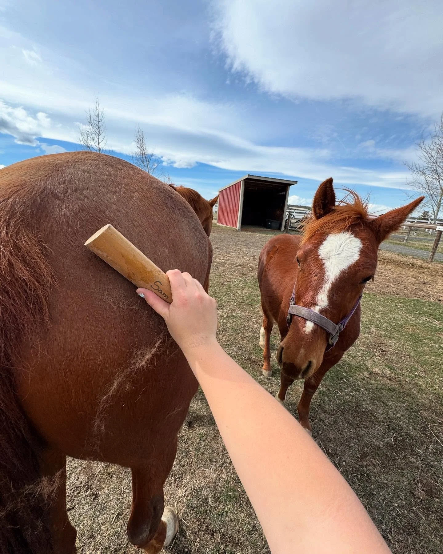 Shedding season has begun! Jimmy 
CR Gotcha Covered X Smart Spooky Cat (by WR this cats smart) is definitely curious about the shedding blade! #jgwranch