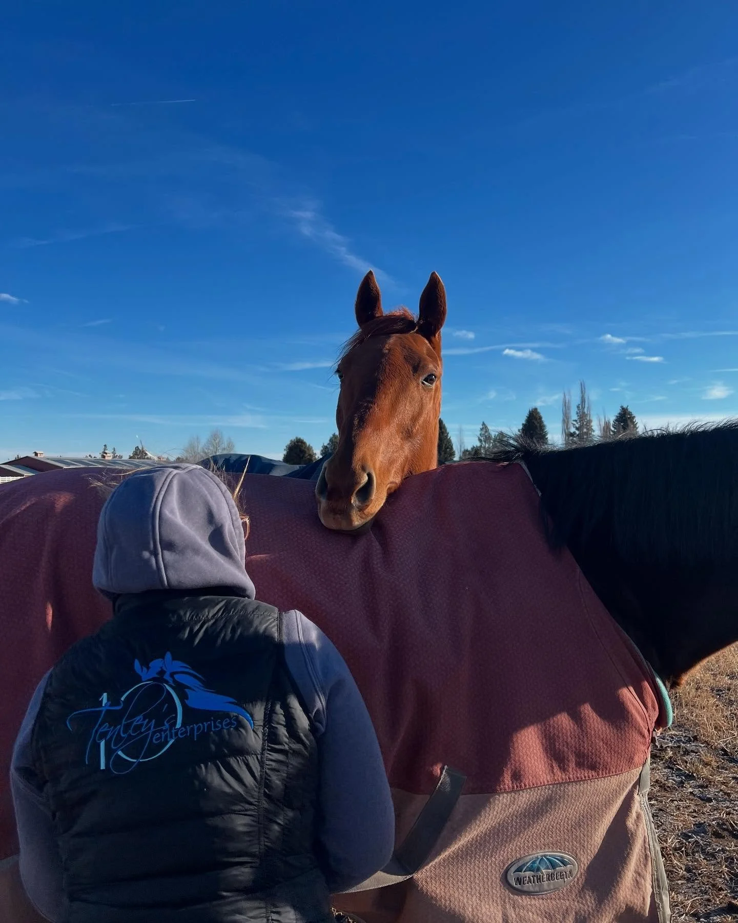 Happy holidays from our ponies to yours! ❄️ #jgwranch