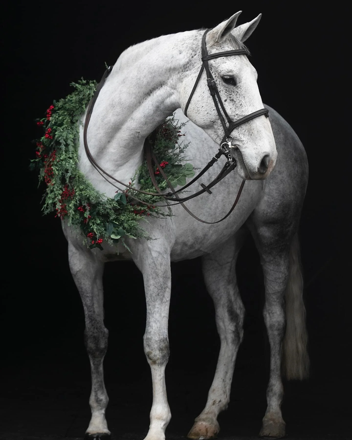 Tis’ the season ❄️ 🎄 ⛄️ thank you @gracepulverphotography for these amazing photos! #gracepulverphotography #jgwranch #holiday #horses