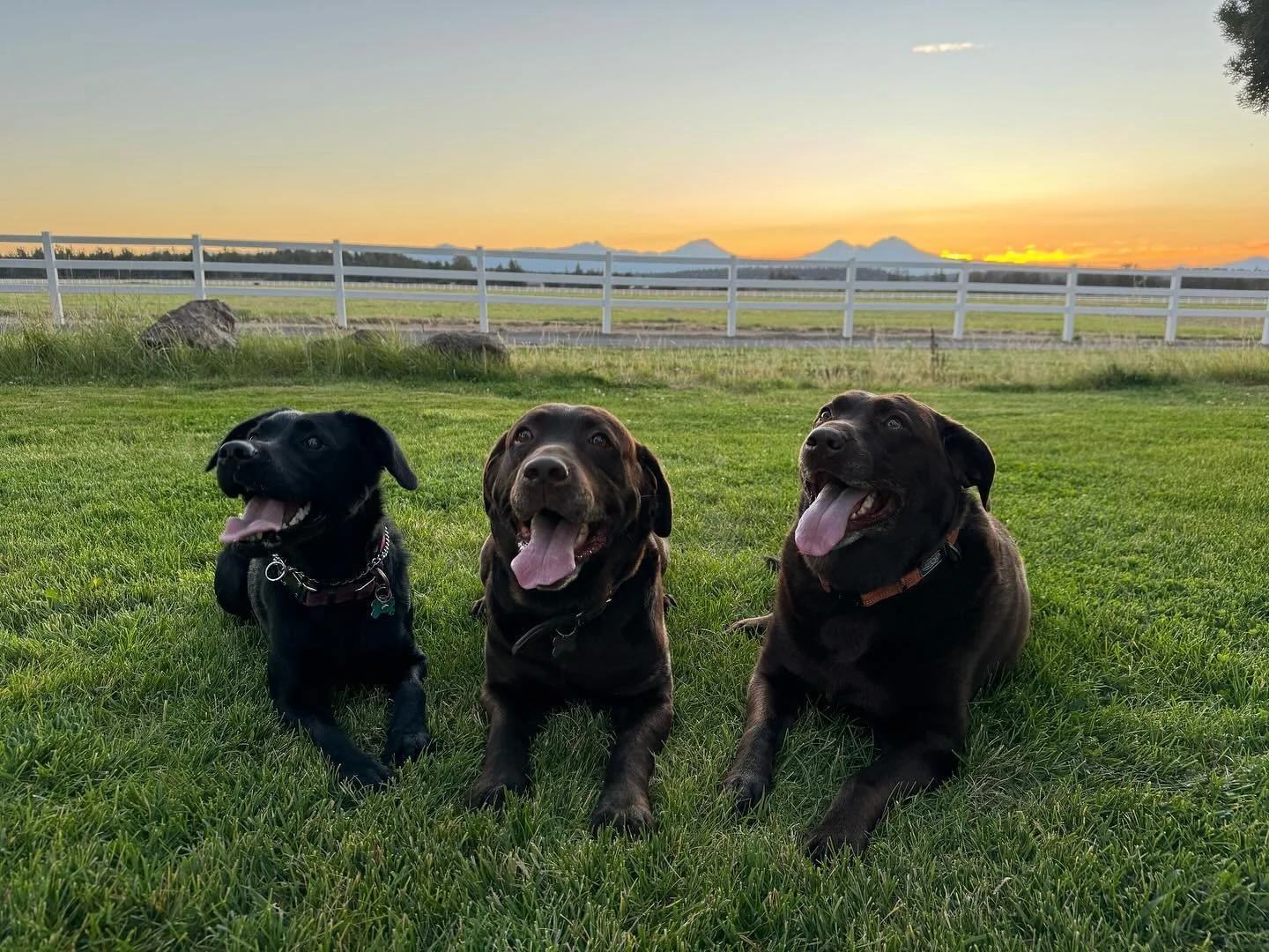 Barn dogs 🐶 #jgwranch #barndogs
