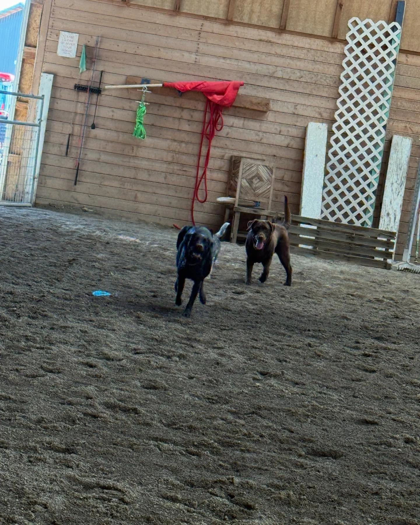 Puppy play time 😂✨ #barndogs #dogs #lessons #horseriding🐴❤️ #jgwranch