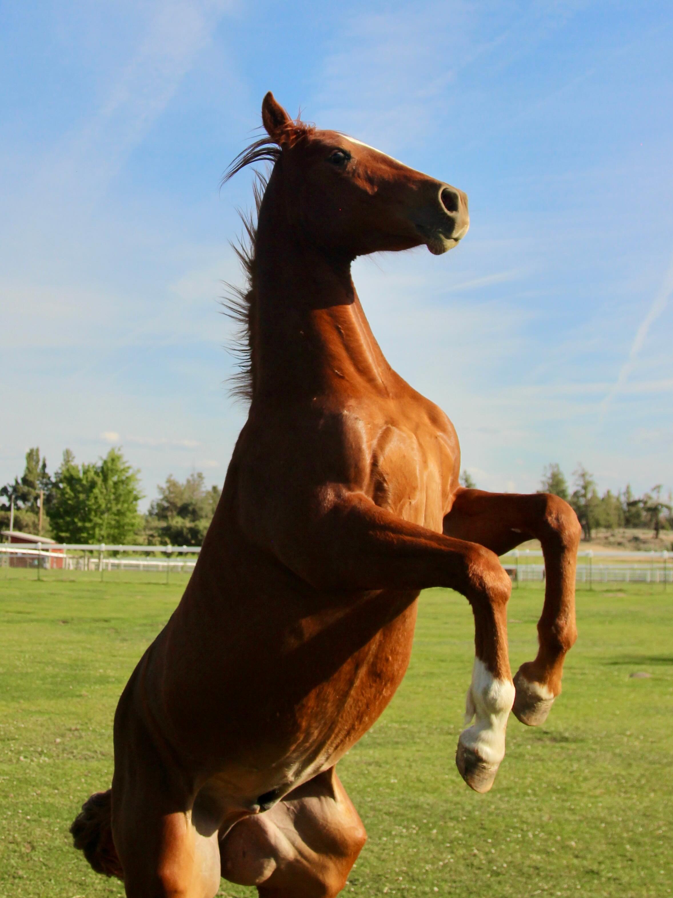 Jimmy being a goofball 
#jgwranch #horse

@axmiej_photography123 📸