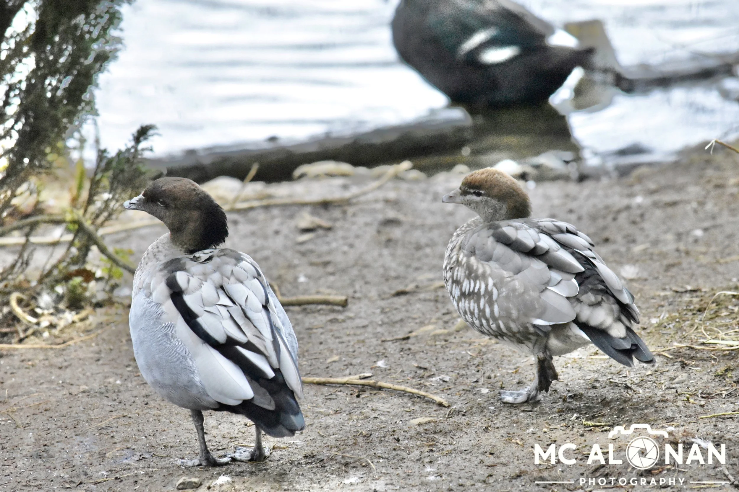Two ducks with black and white plumage standing on a lakeside bank with water in the background.