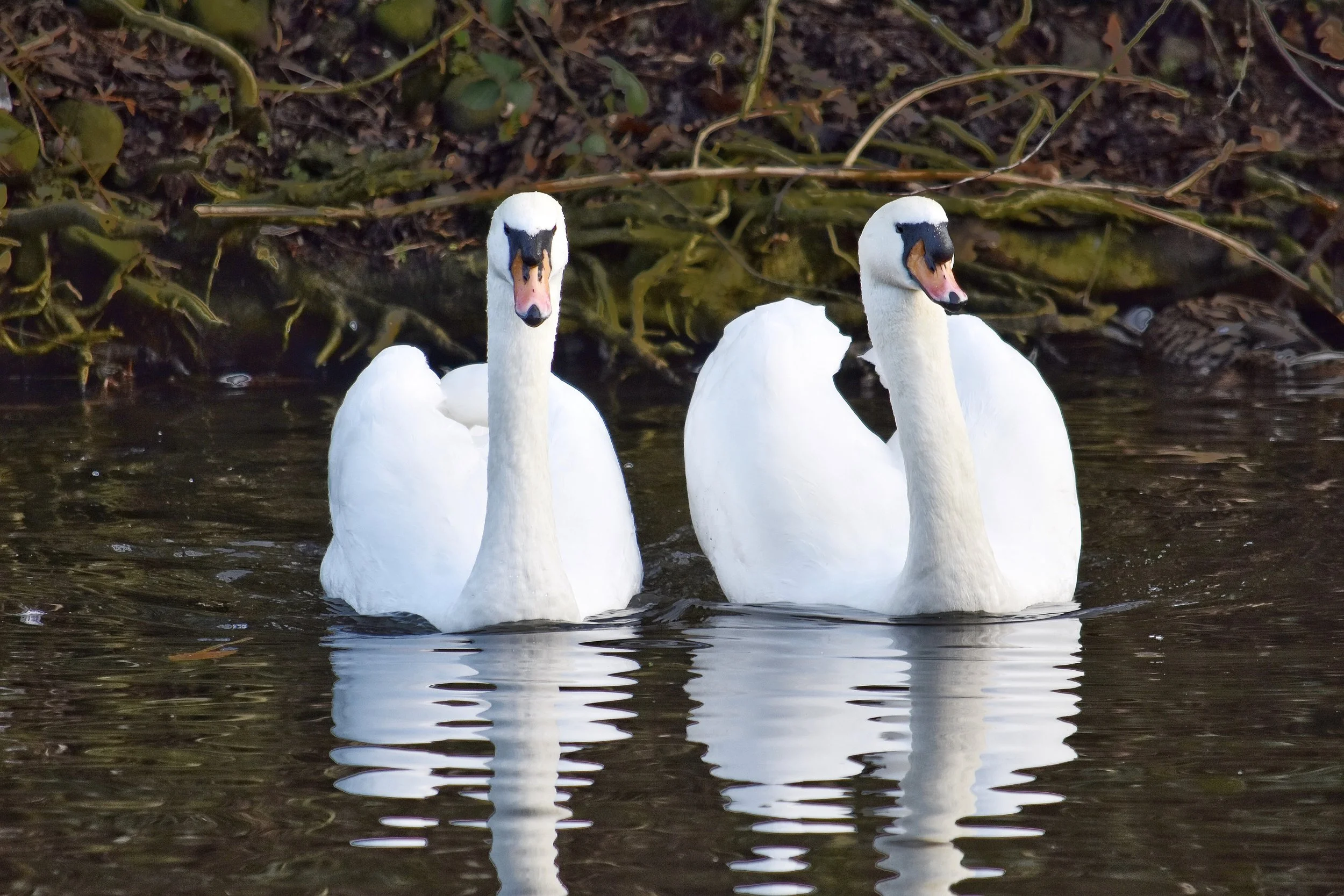 Two white swans on a pond with reflections in the water, surrounded by tree roots and foliage.