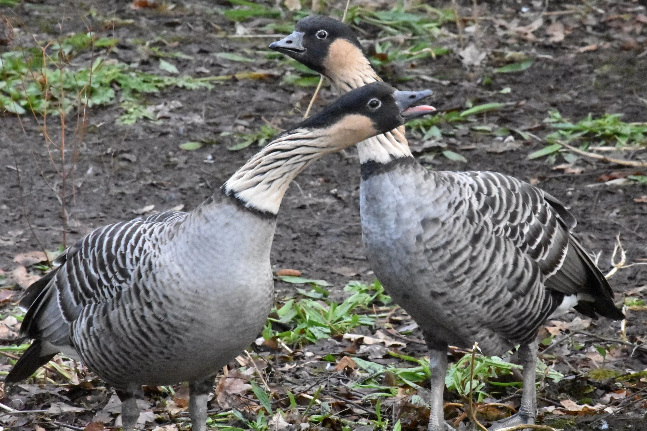 Two ducks standing on the ground among green plants and fallen leaves.
