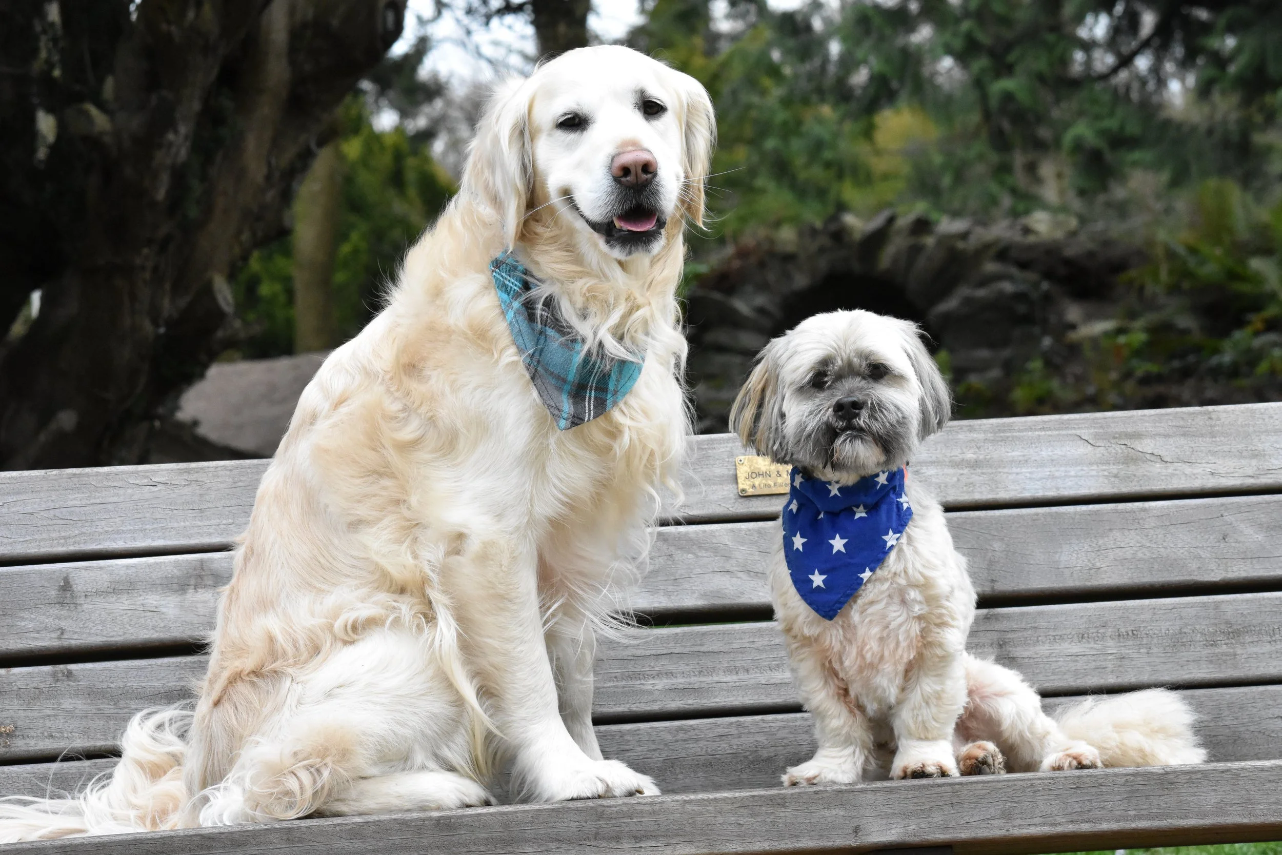 Two dogs sitting on a park bench, one larger with long, curly cream-colored fur and the other smaller with short, curly black and white fur. Both dogs are wearing blue bandanas, and the bench is outdoors with trees and greenery in the background.