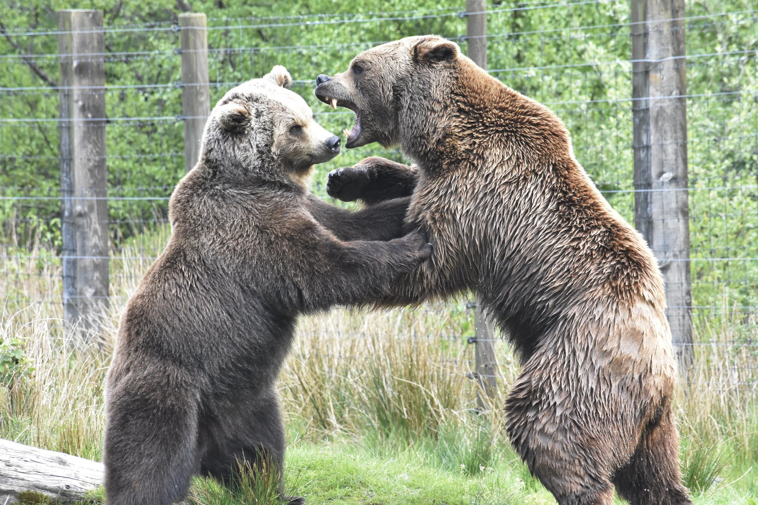 Two bears fighting, standing on their hind legs, with trees and a fence in the background.